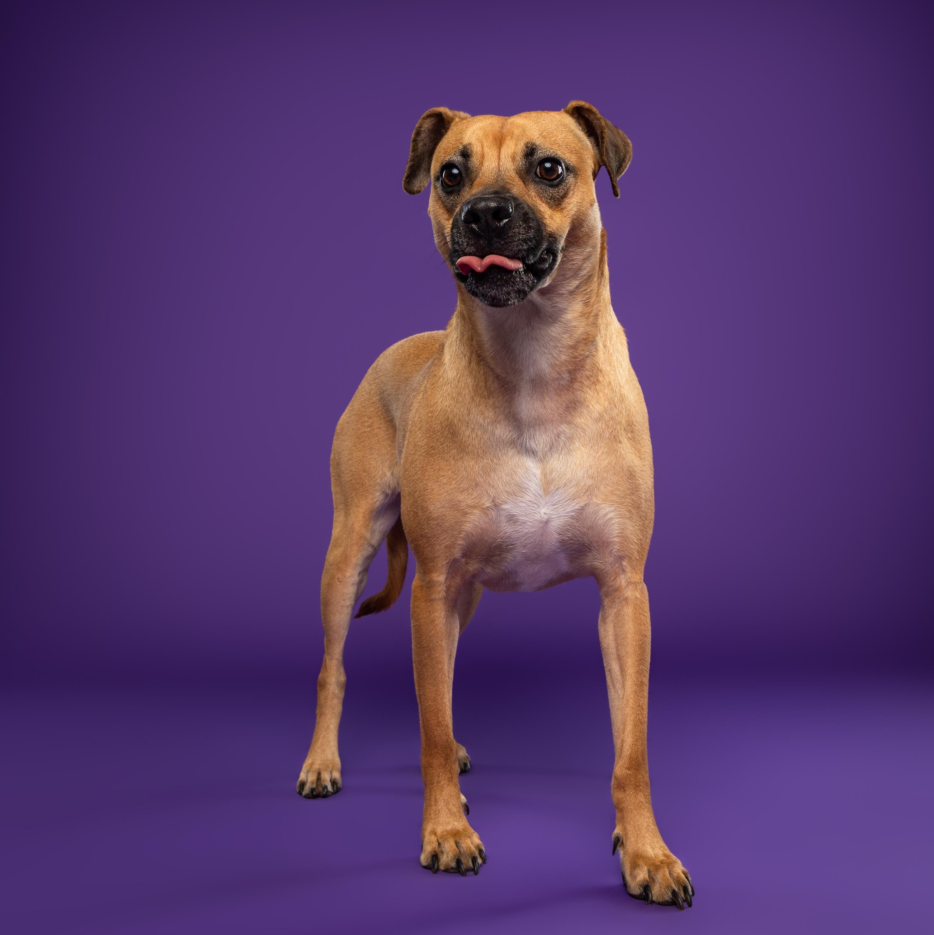 Enlarge Lua, a Adoptable mixed breed in Mississauga, ON image 6/6