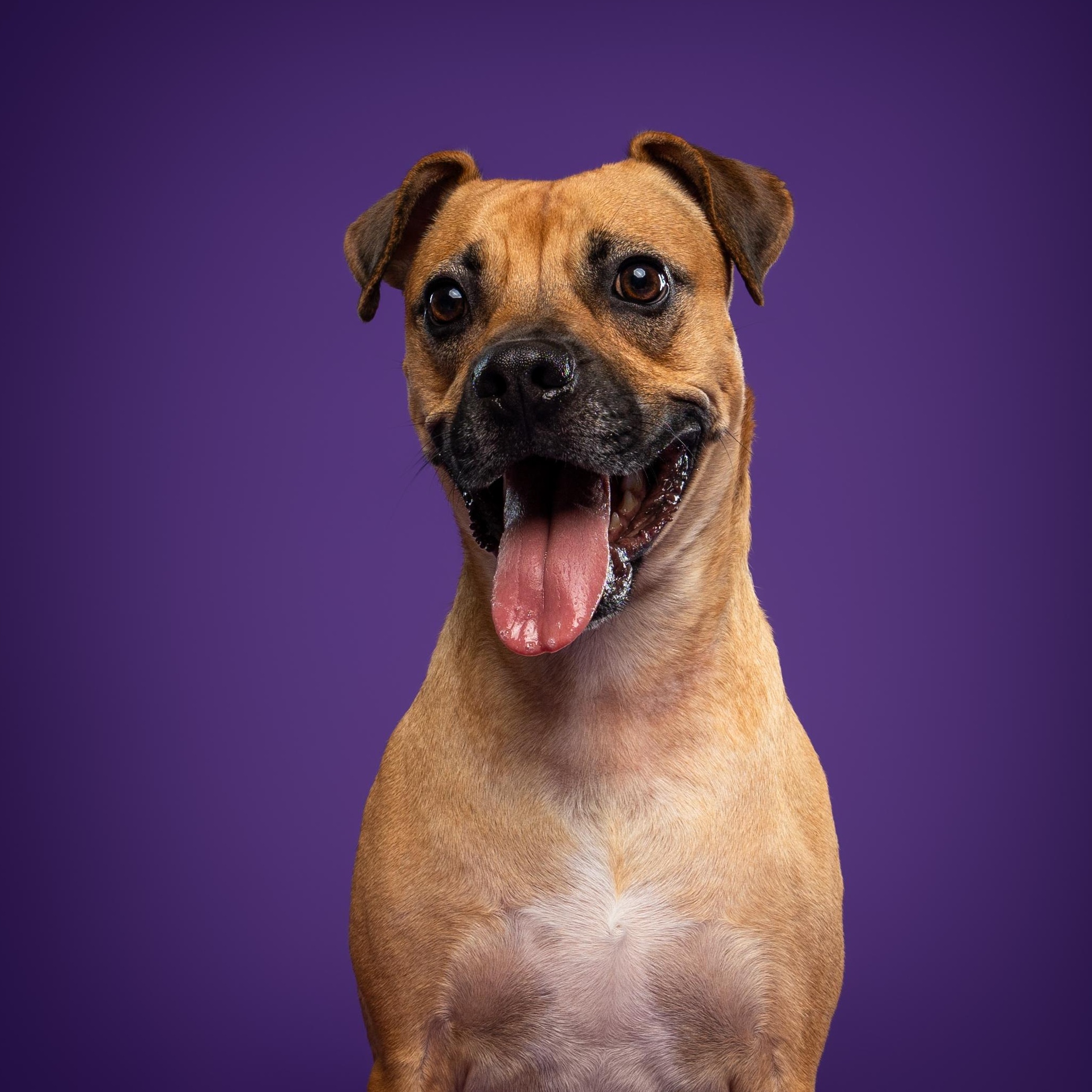 Enlarge Lua, a Adoptable mixed breed in Mississauga, ON image 5/6