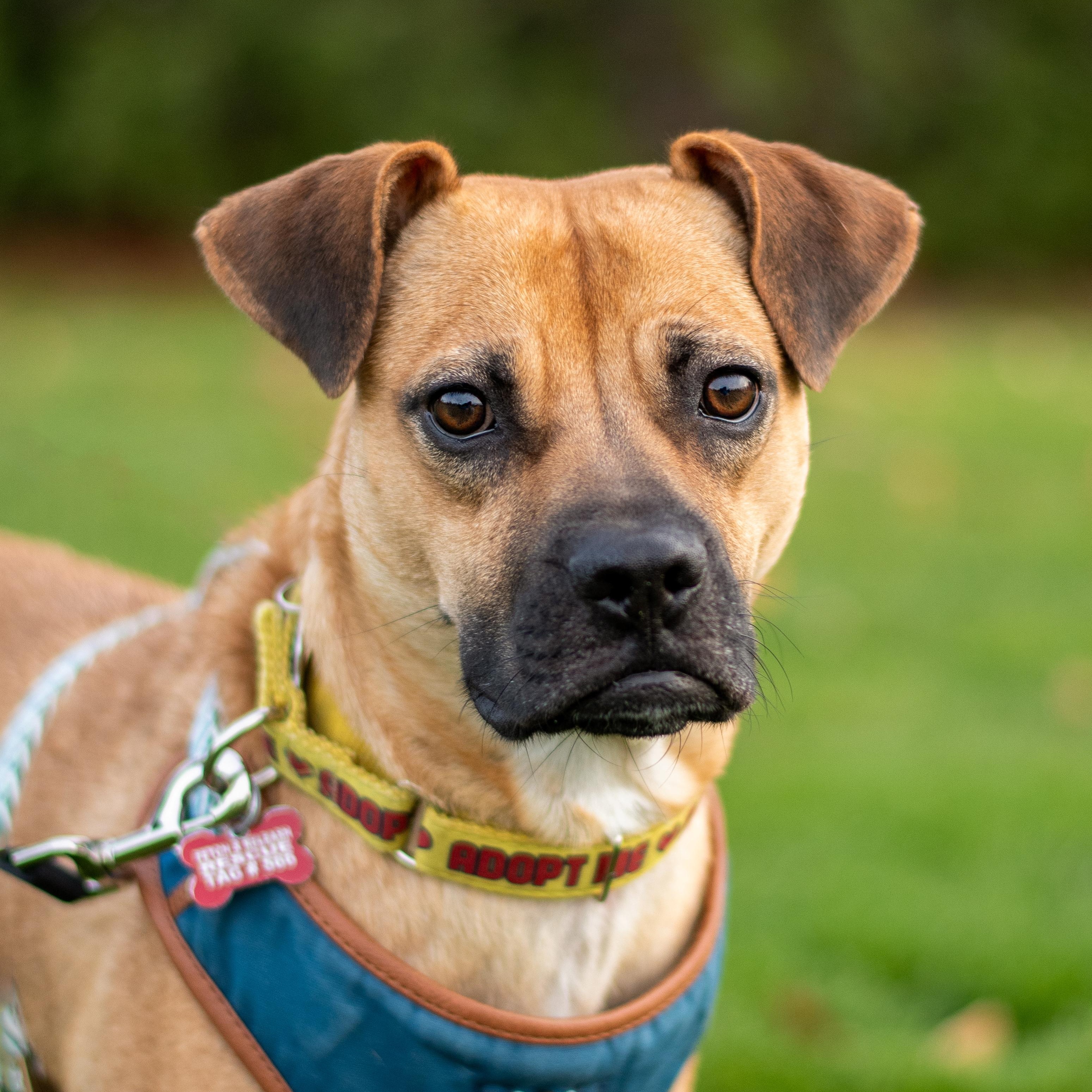 Enlarge Lua, a Adoptable mixed breed in Mississauga, ON image 1/6