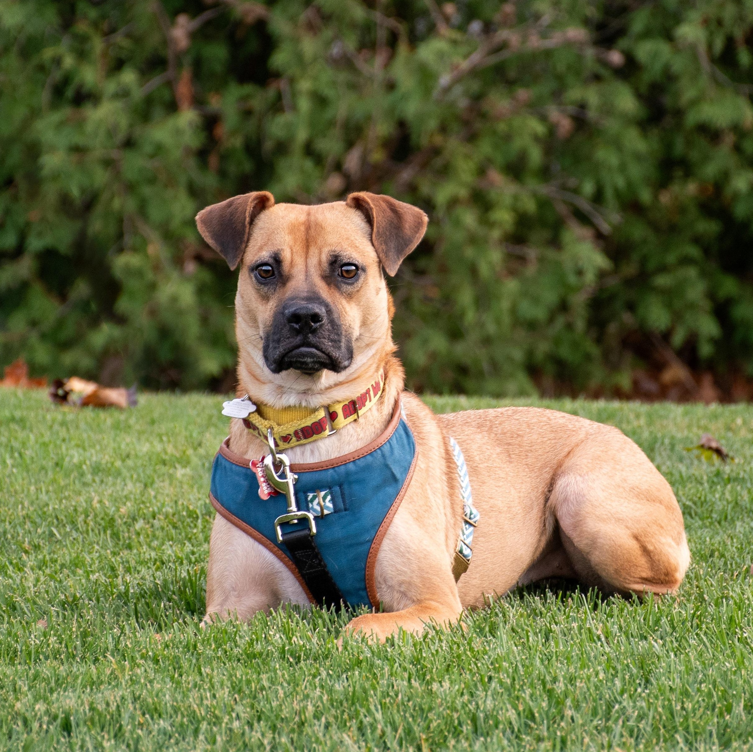 Enlarge Lua, a Adoptable mixed breed in Mississauga, ON image 3/6