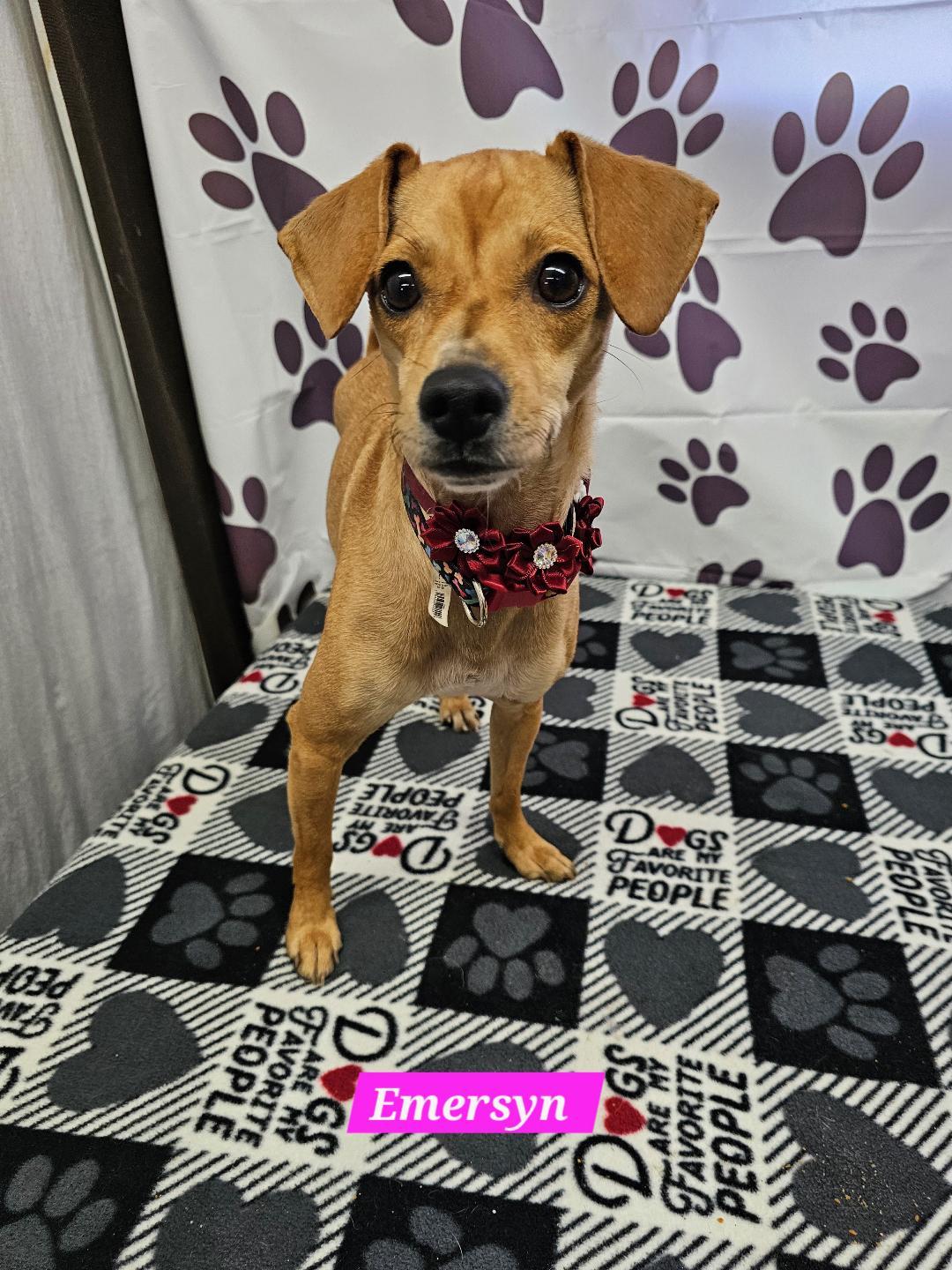 Enlarge Emersyn, a Adoptable Chihuahua in Metairie, LA image 1/1