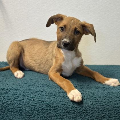 Prescott, a Adoptable mixed breed in Red Bluff, CA image 2/3