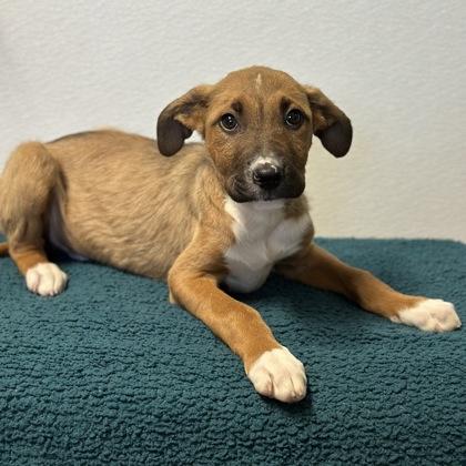 Prescott, a Adoptable mixed breed in Red Bluff, CA image 3/3
