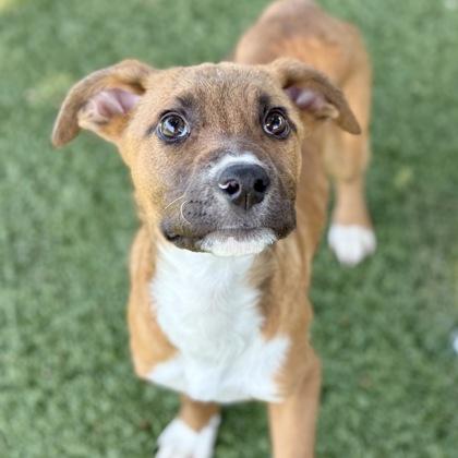 Prescott, a Adoptable mixed breed in Red Bluff, CA image 1/3