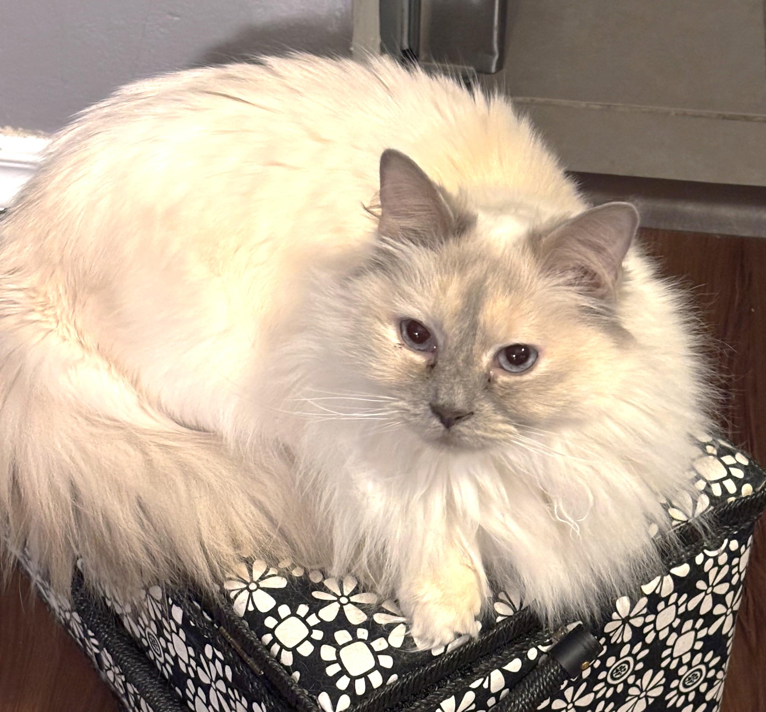 Daisy - COURTESY POSTING, adopted, Adult Female Ragdoll.