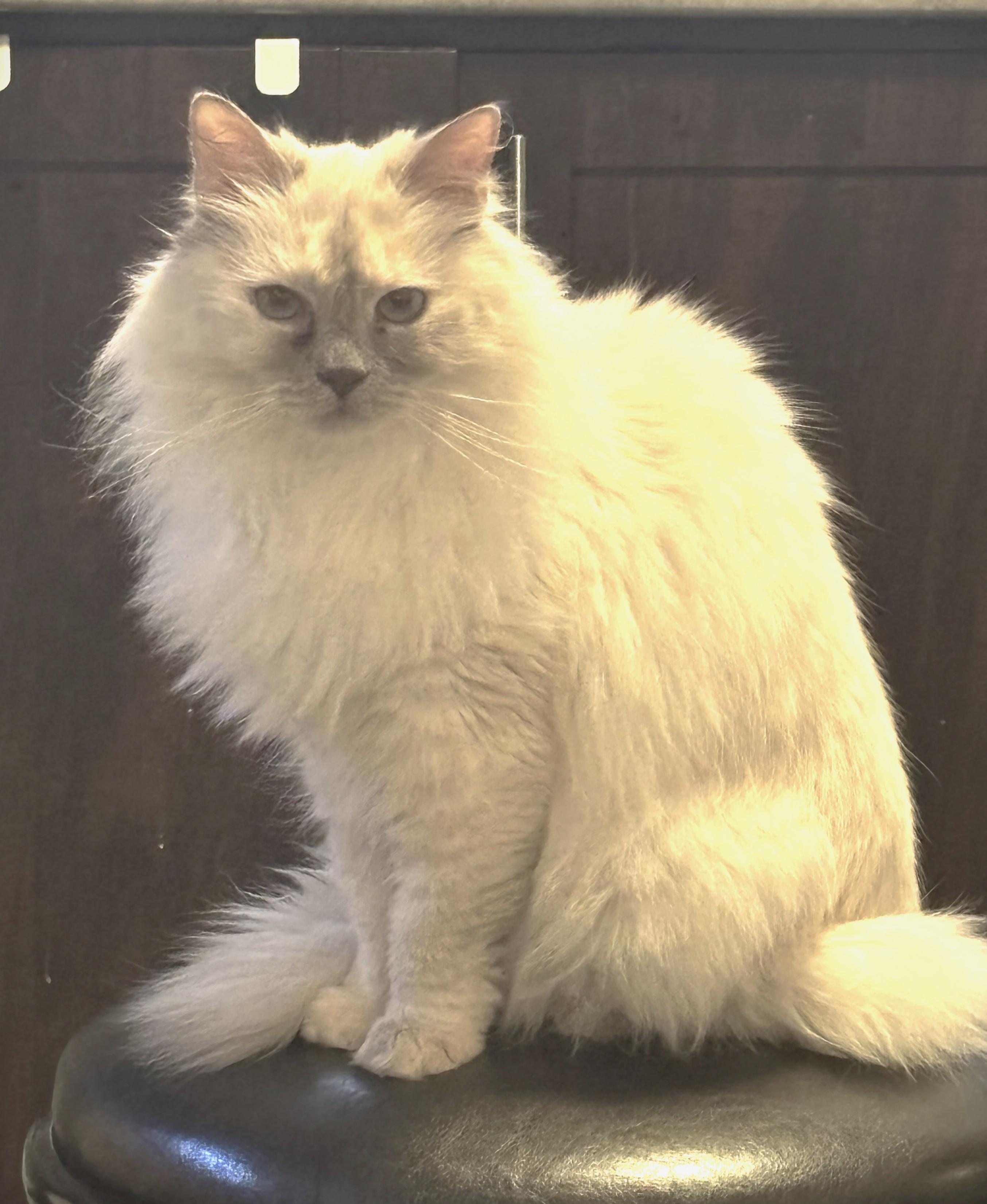 Daisy - COURTESY POSTING, an adopted Ragdoll in Stoney Creek, ON image 3/3