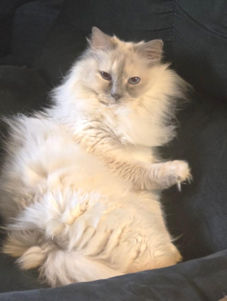 Daisy - COURTESY POSTING, an adopted Ragdoll in Stoney Creek, ON image 2/3