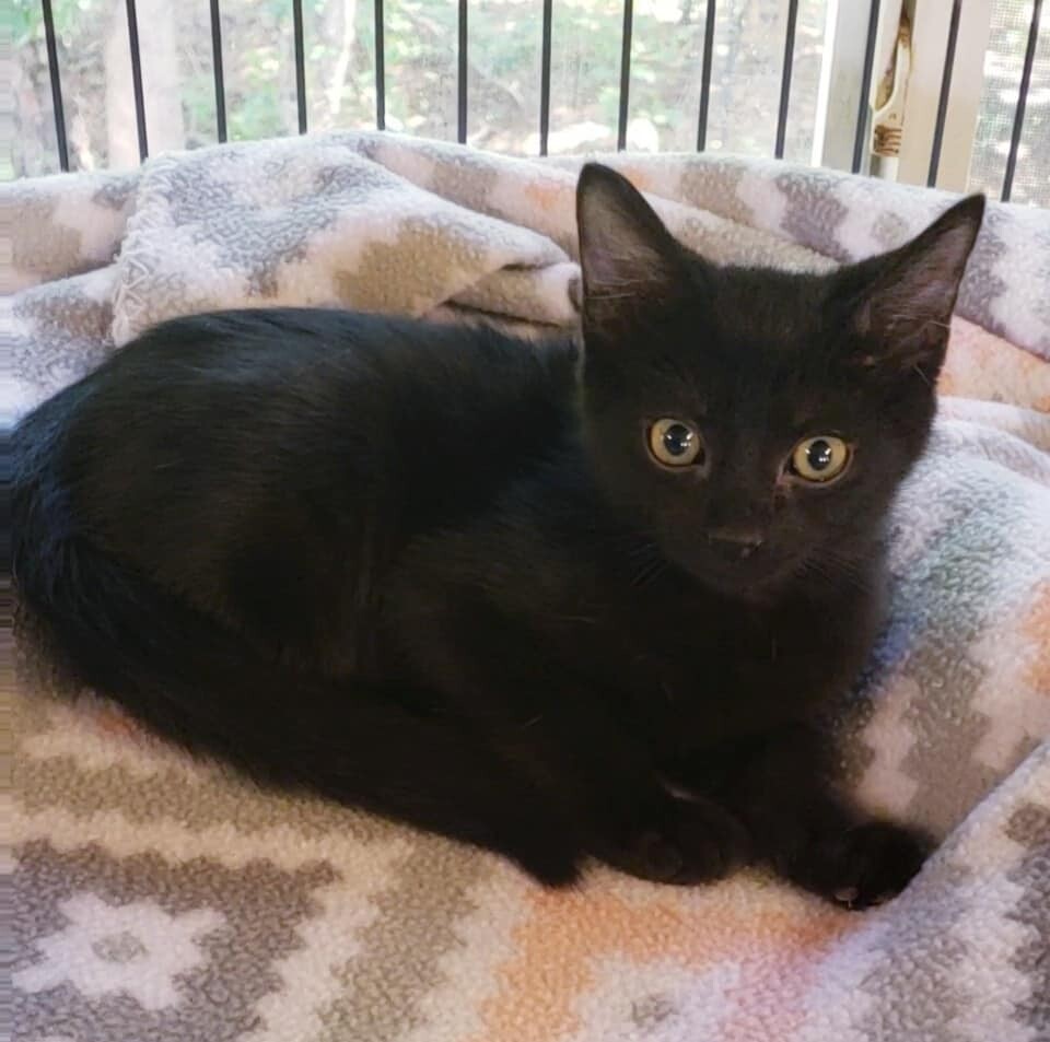 Tasha, a Adoptable Domestic Short Hair in Macon, GA image 1/12