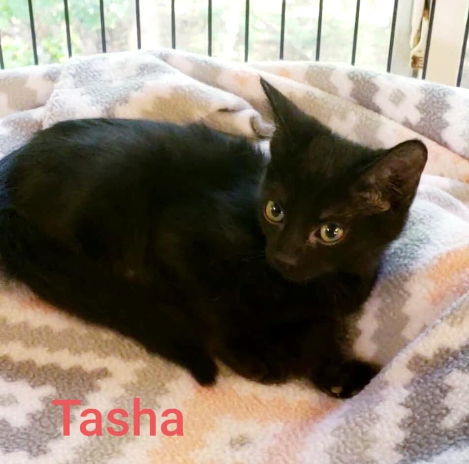 Tasha, a Adoptable Domestic Short Hair in Macon, GA image 2/12