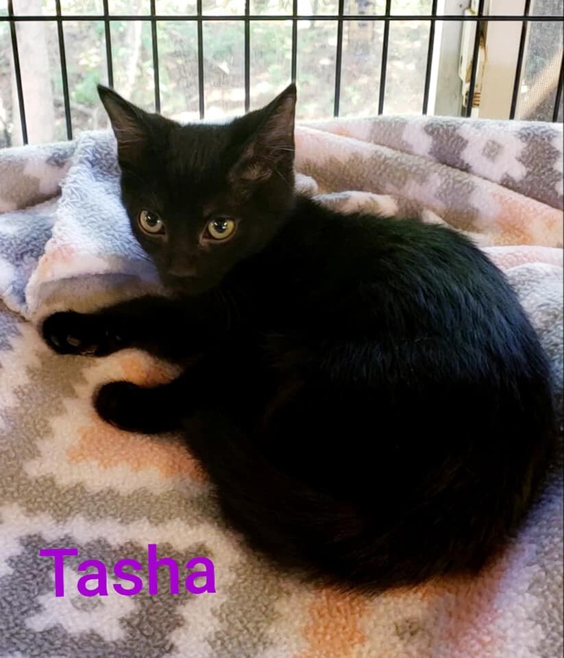 Tasha, a Adoptable Domestic Short Hair in Macon, GA image 5/12