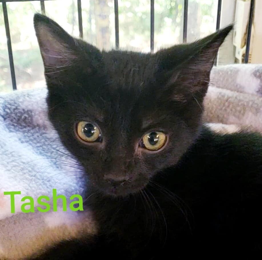 Tasha, a Adoptable Domestic Short Hair in Macon, GA image 6/12