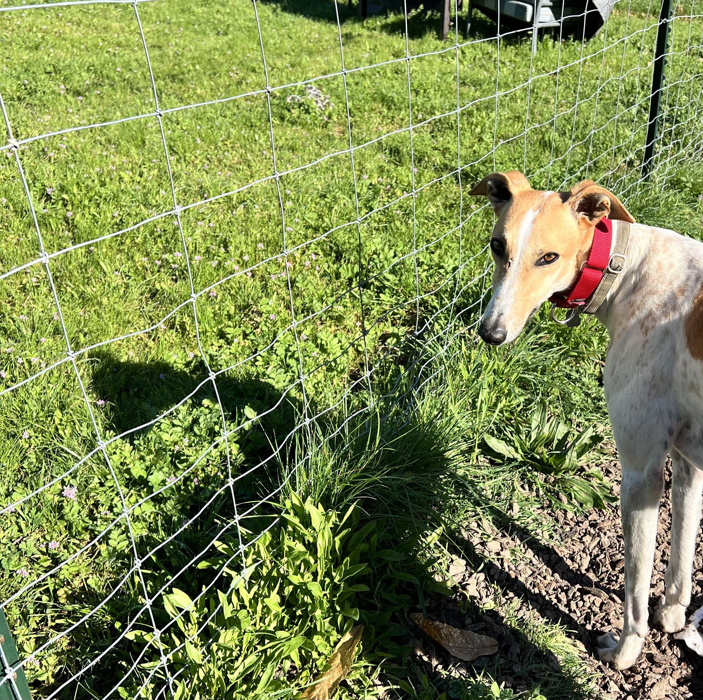 Jewel, adopted, Young Female Greyhound.