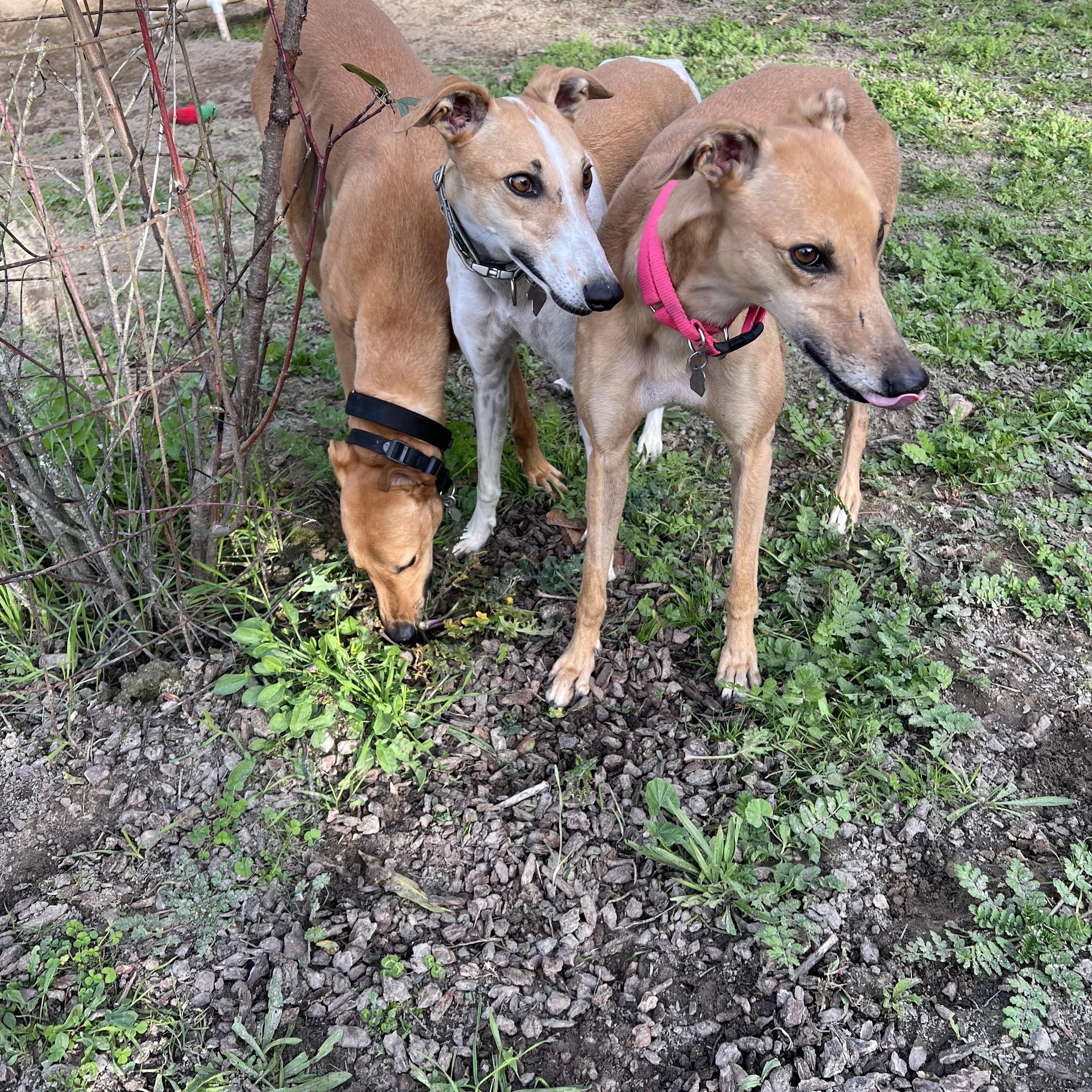 Enlarge Jewel, an adopted Greyhound in Santa Rosa, CA image 2/2