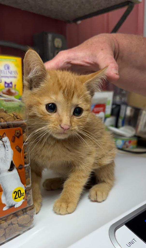 Miracle, Adopted, Kitten Female Domestic Short Hair.
