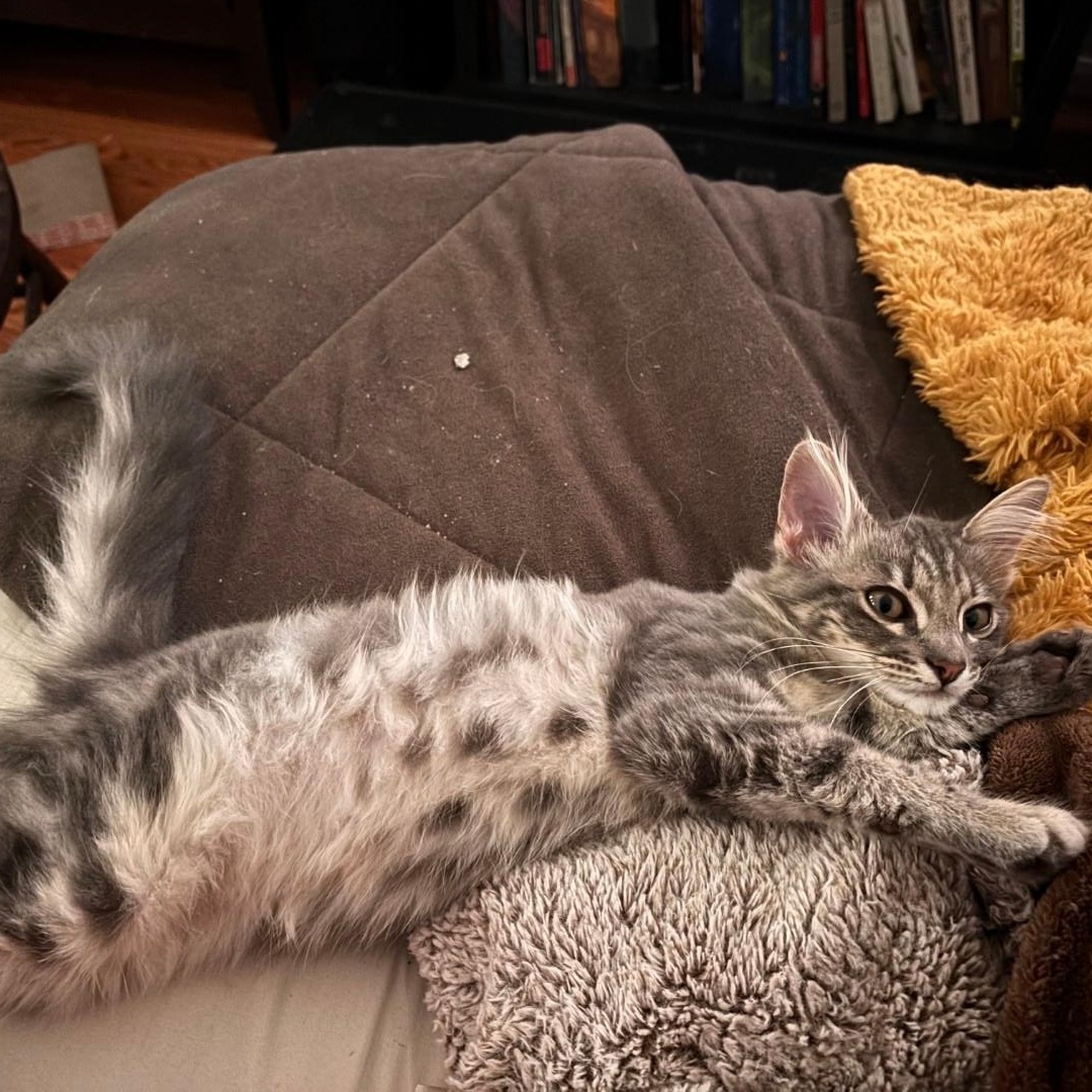 Harrison, Adoptable, Kitten Male Maine Coon.