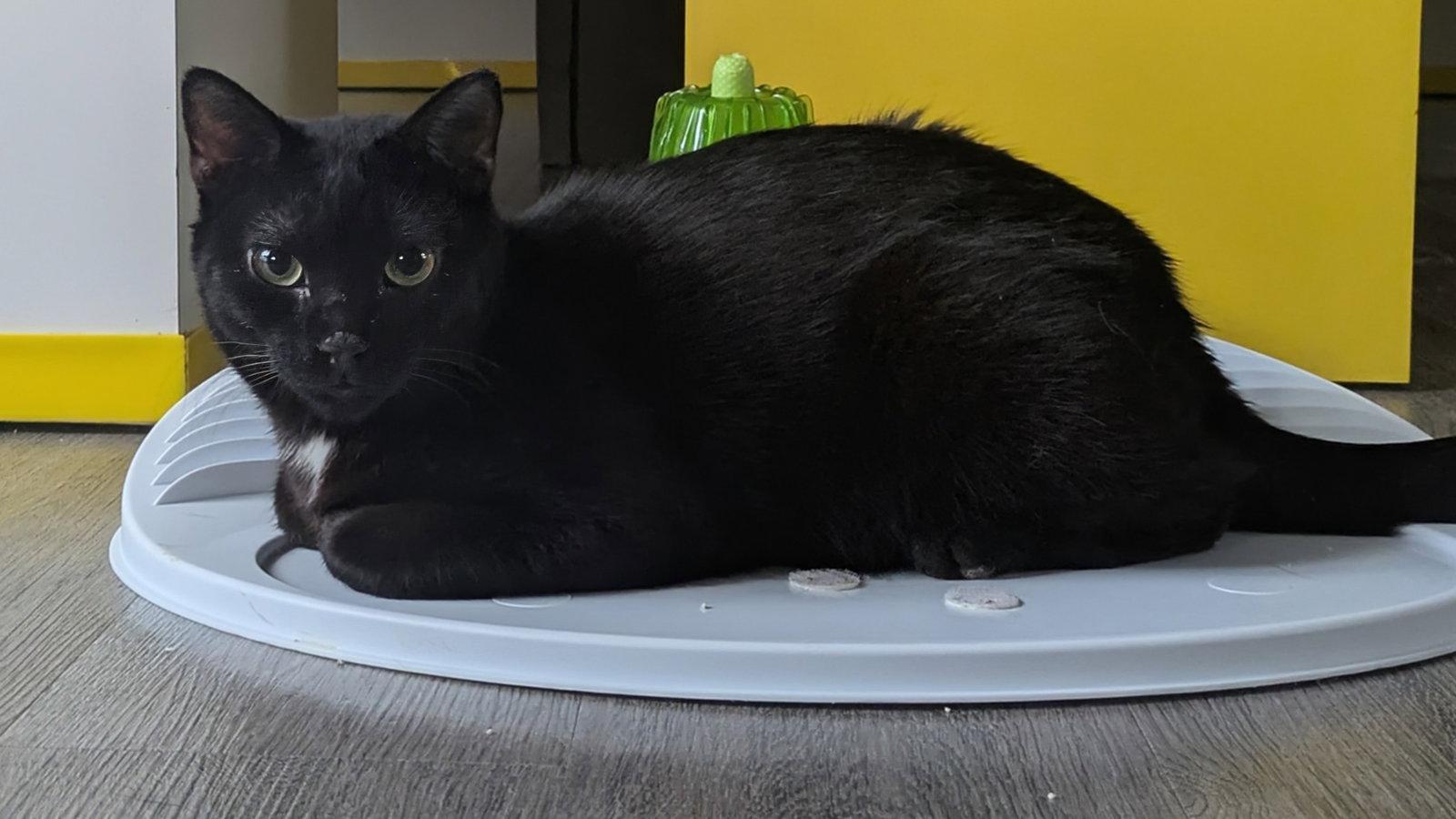 Wolfie, a Adopted Domestic Short Hair in Santa Rosa, CA image 3/3