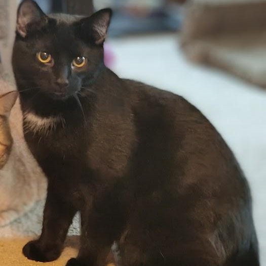 Enlarge Galileo, a Adoptable Domestic Short Hair in Warwick, RI image 1/4