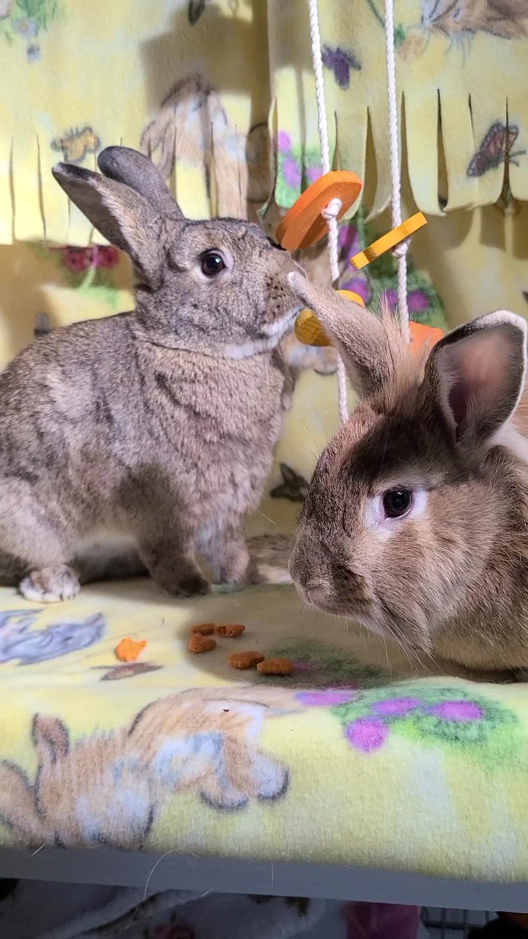 Cadbury and Meredith, Adoptable, Young Male Lionhead.