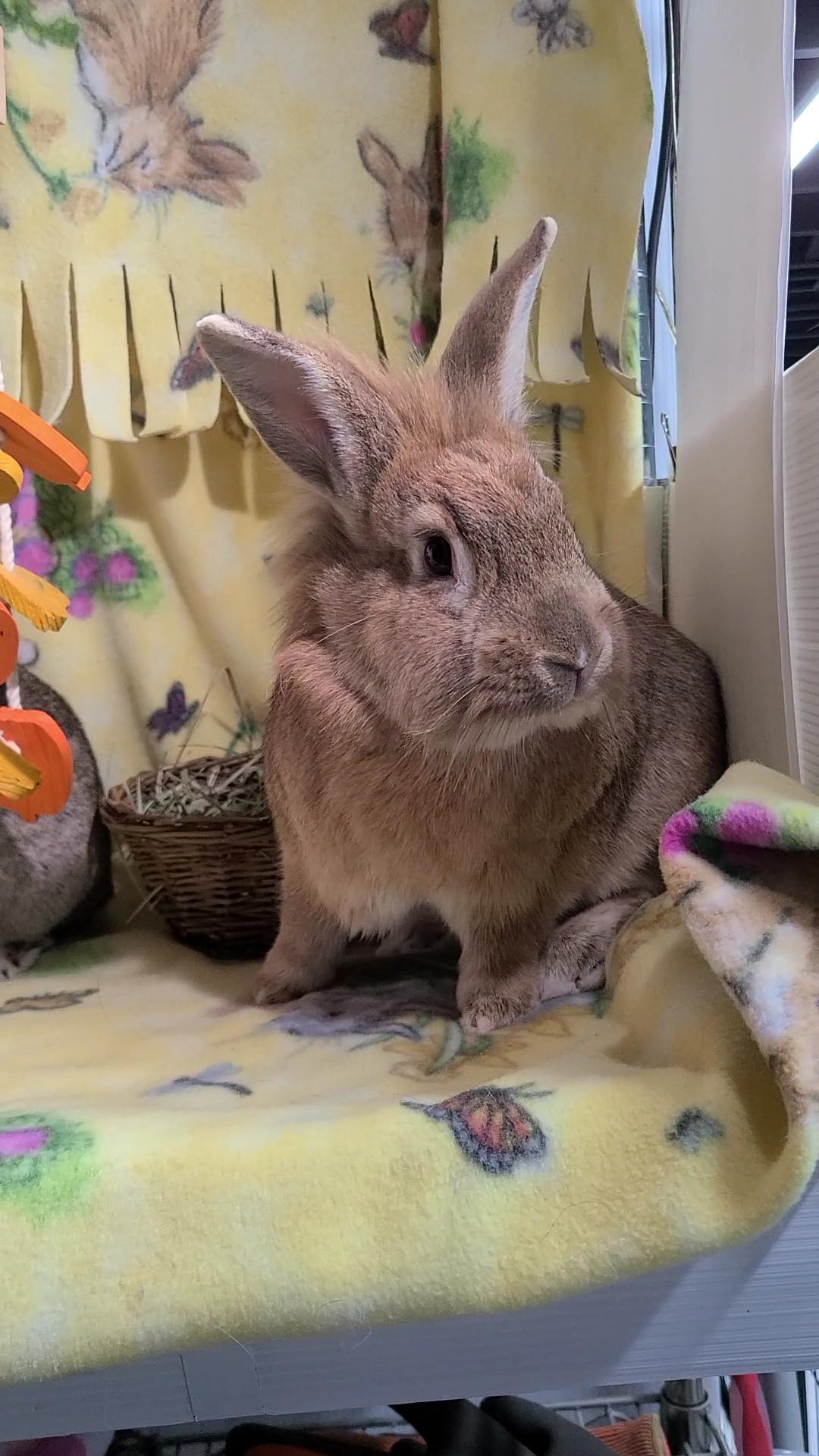 Enlarge Cadbury and Meredith, a Adoptable Lionhead in Waynesboro, VA image 2/6