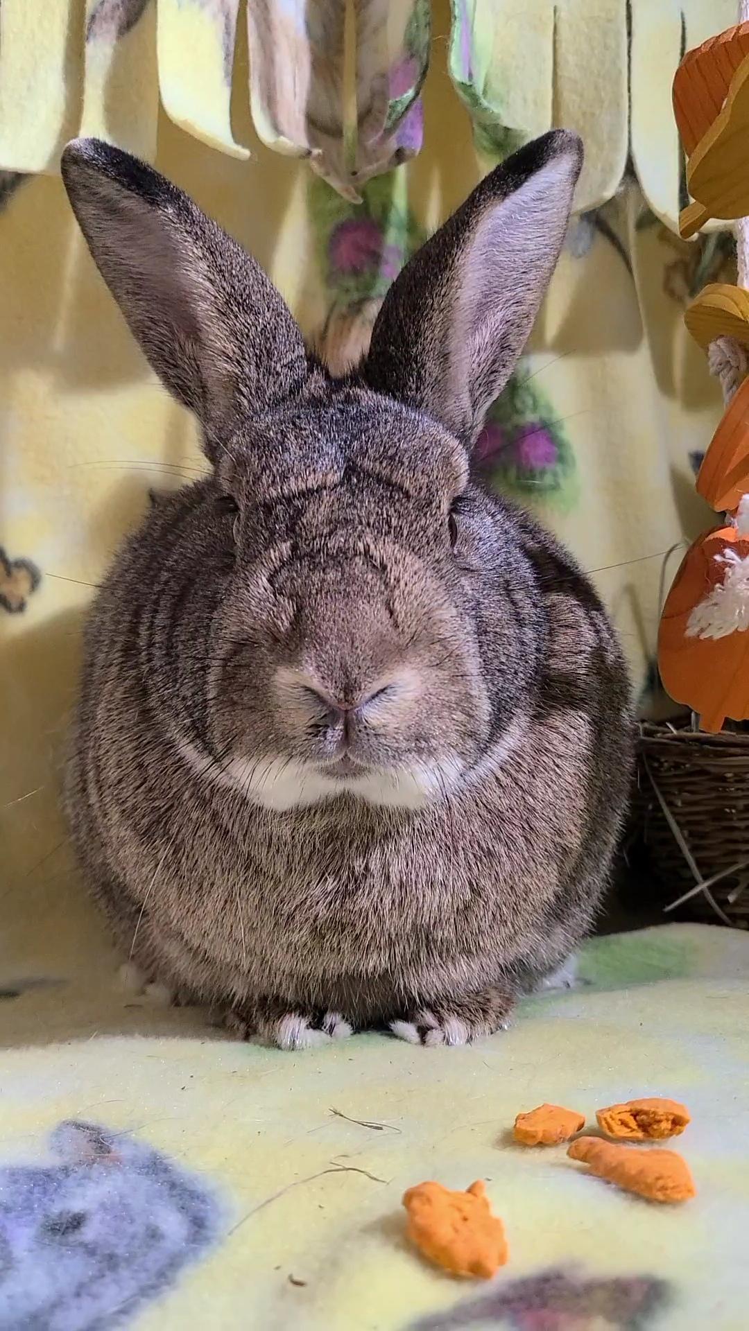 Enlarge Cadbury and Meredith, a Adoptable Lionhead in Waynesboro, VA image 3/6