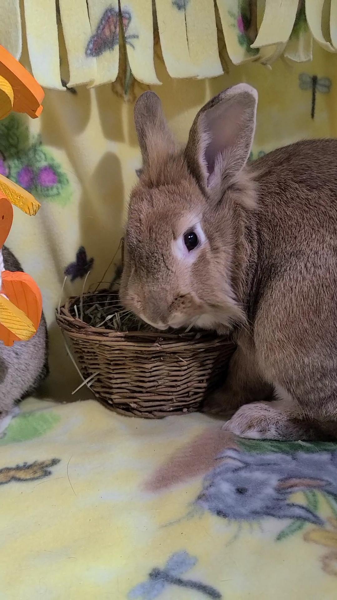 Enlarge Cadbury and Meredith, a Adoptable Lionhead in Waynesboro, VA image 6/6