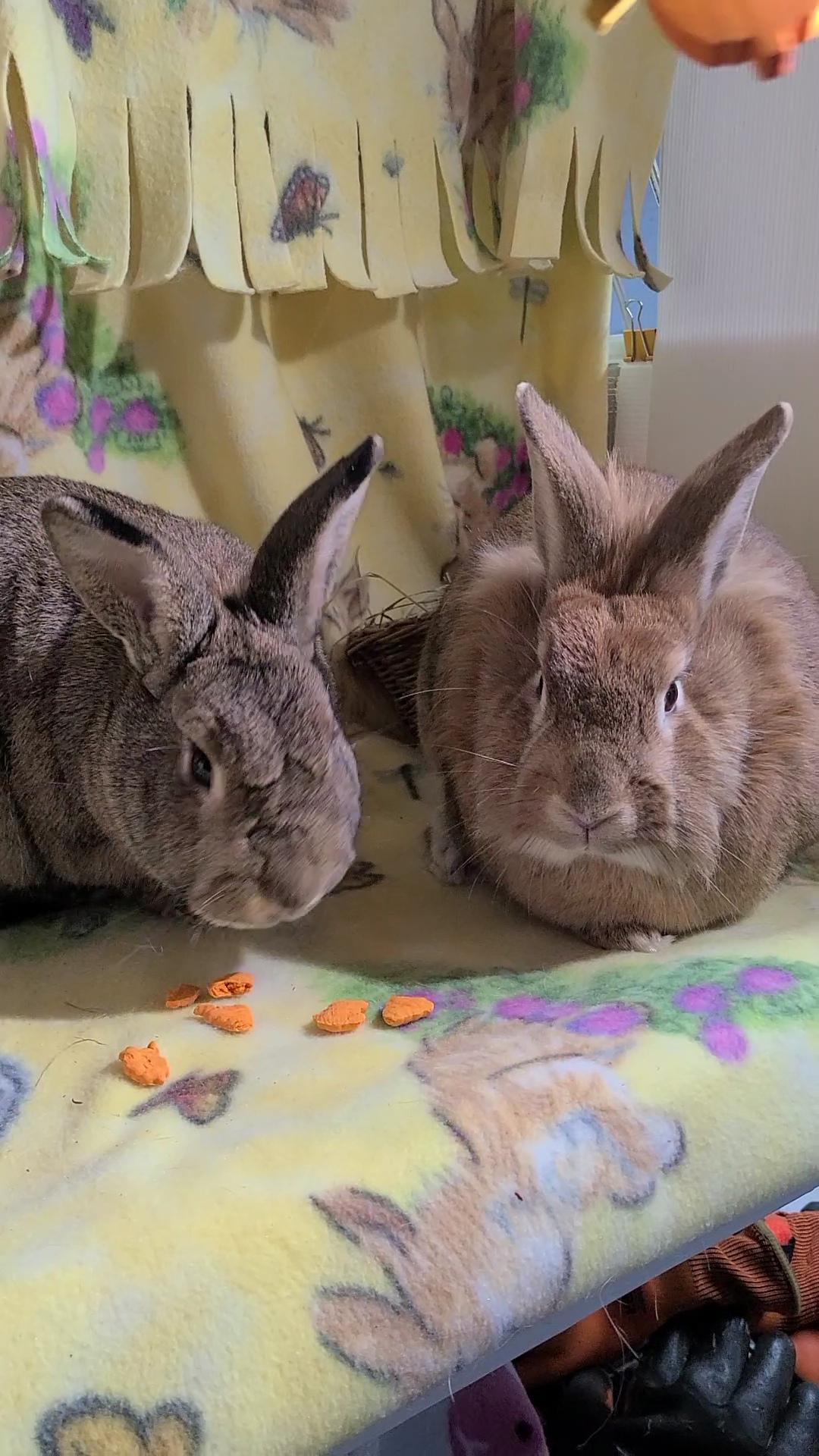Enlarge Cadbury and Meredith, a Adoptable Lionhead in Waynesboro, VA image 4/6