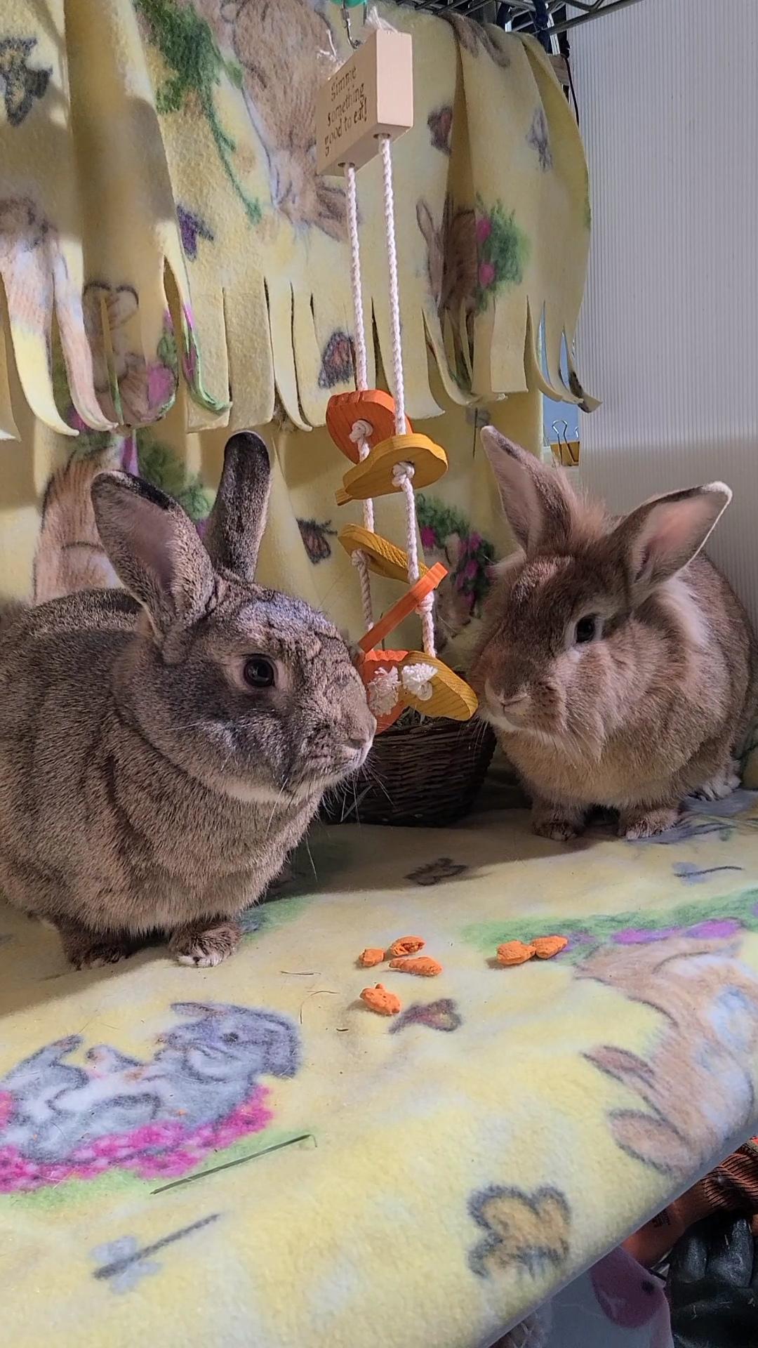 Enlarge Cadbury and Meredith, a Adoptable Lionhead in Waynesboro, VA image 5/6