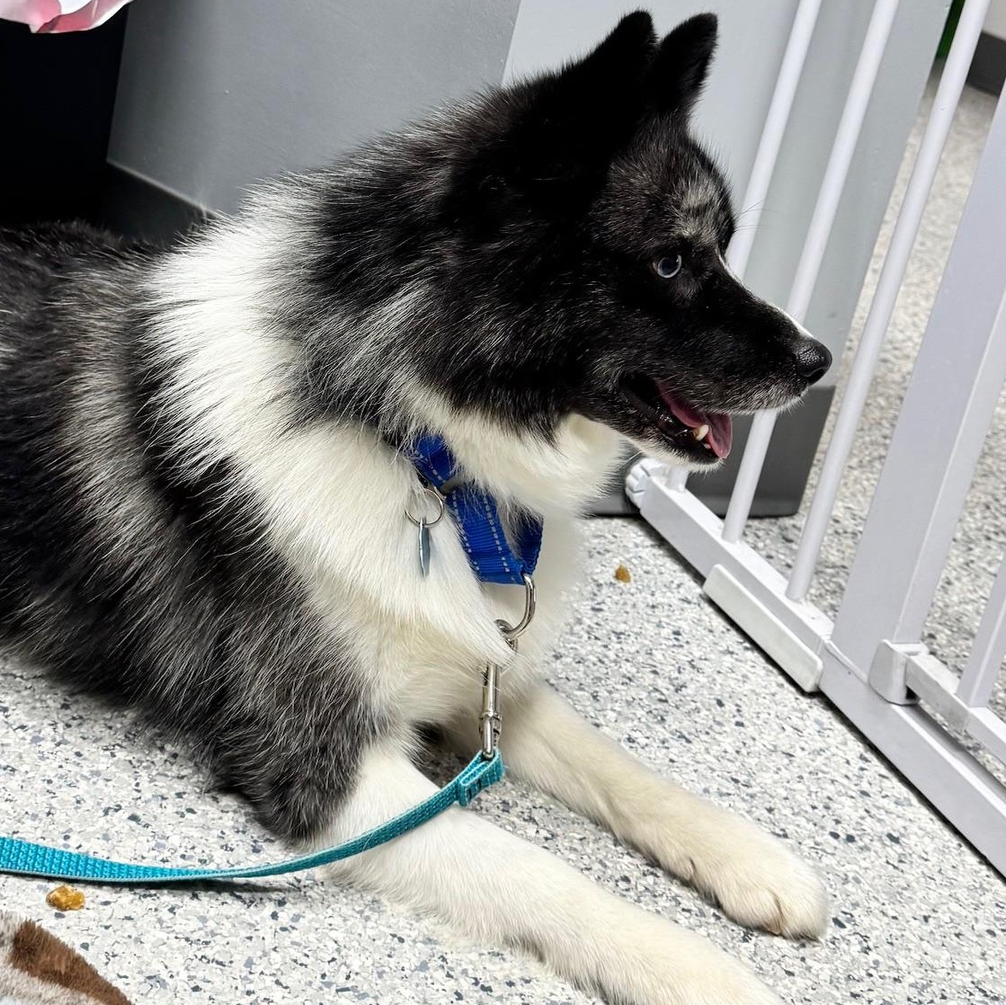 Enlarge Zeus, a ADOPTABLE mixed breed in Scituate, MA image 1/1