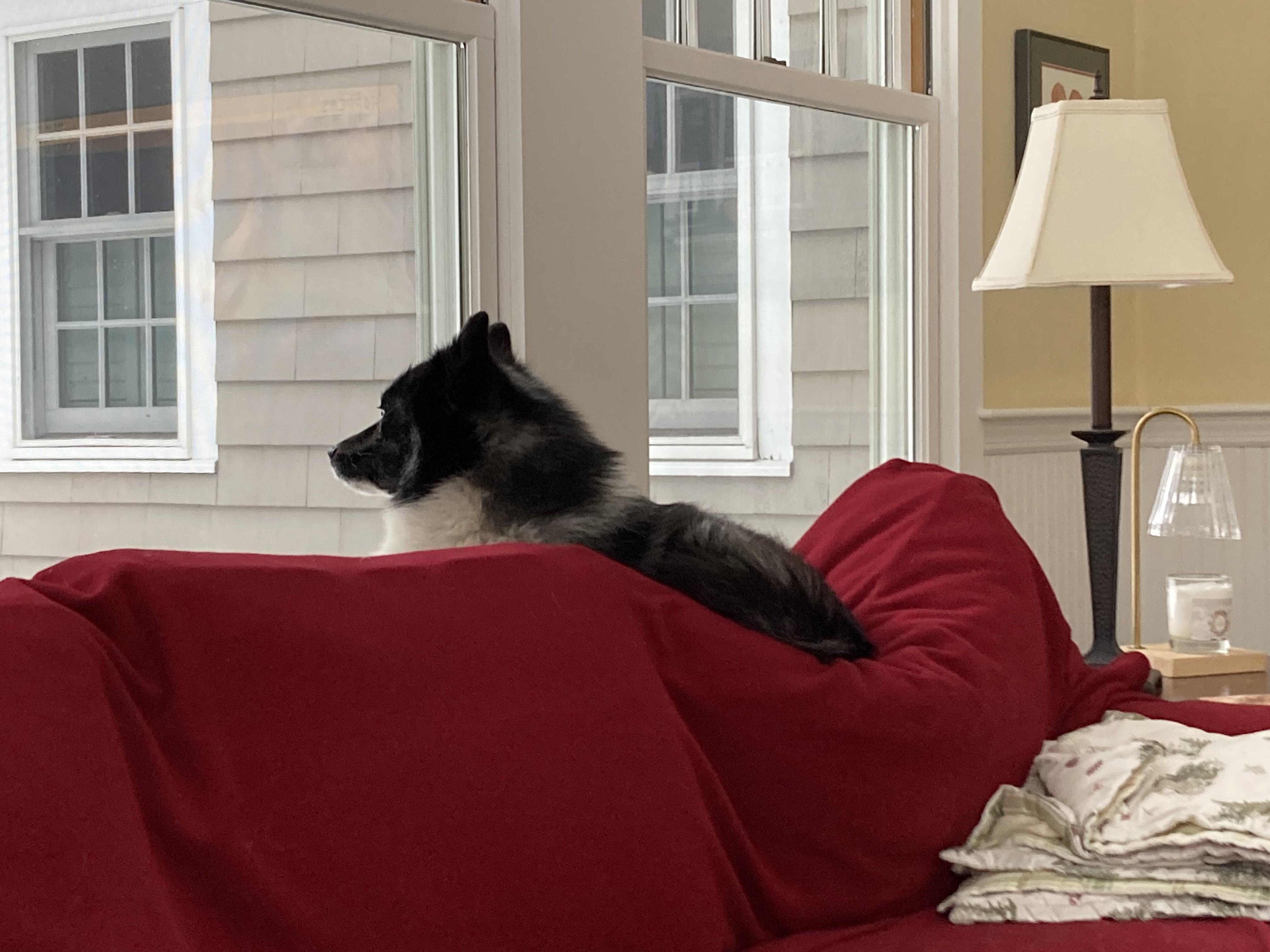 Enlarge Zeus, an adoptable mixed breed in Scituate, MA image 5/6