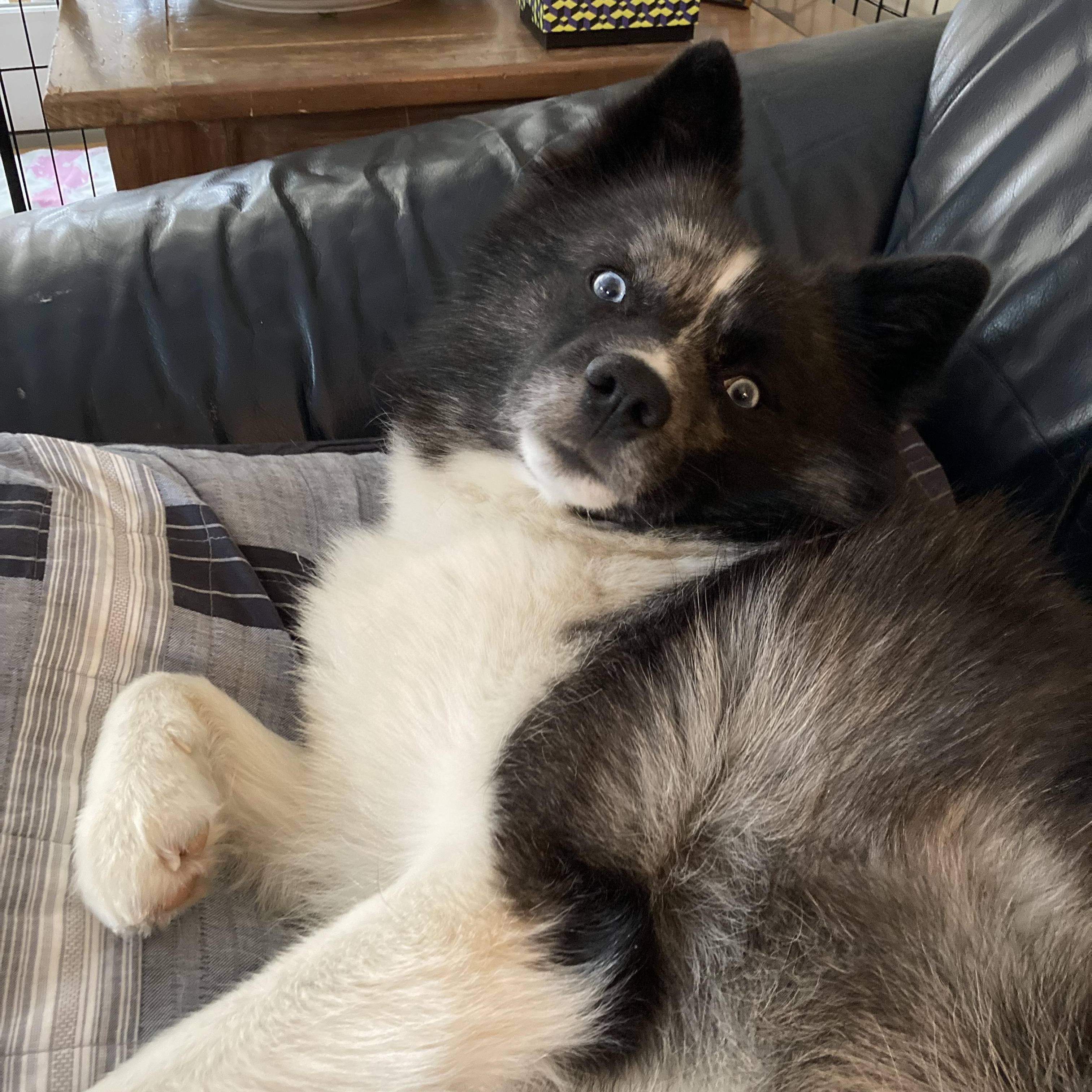 Enlarge Zeus, an adoptable mixed breed in Scituate, MA image 2/6