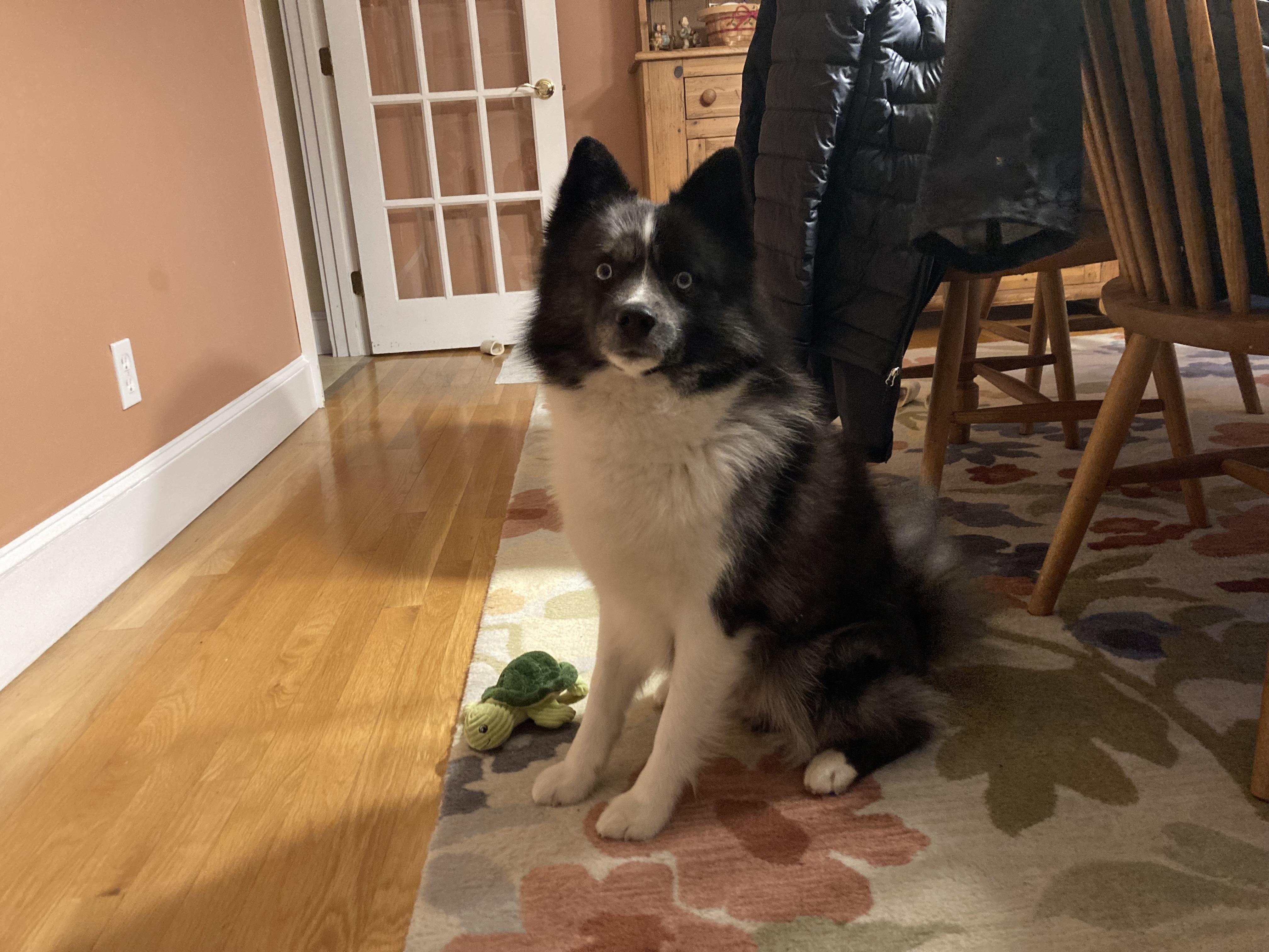 Zeus, adoptable, Adult Male Pomeranian & Husky.