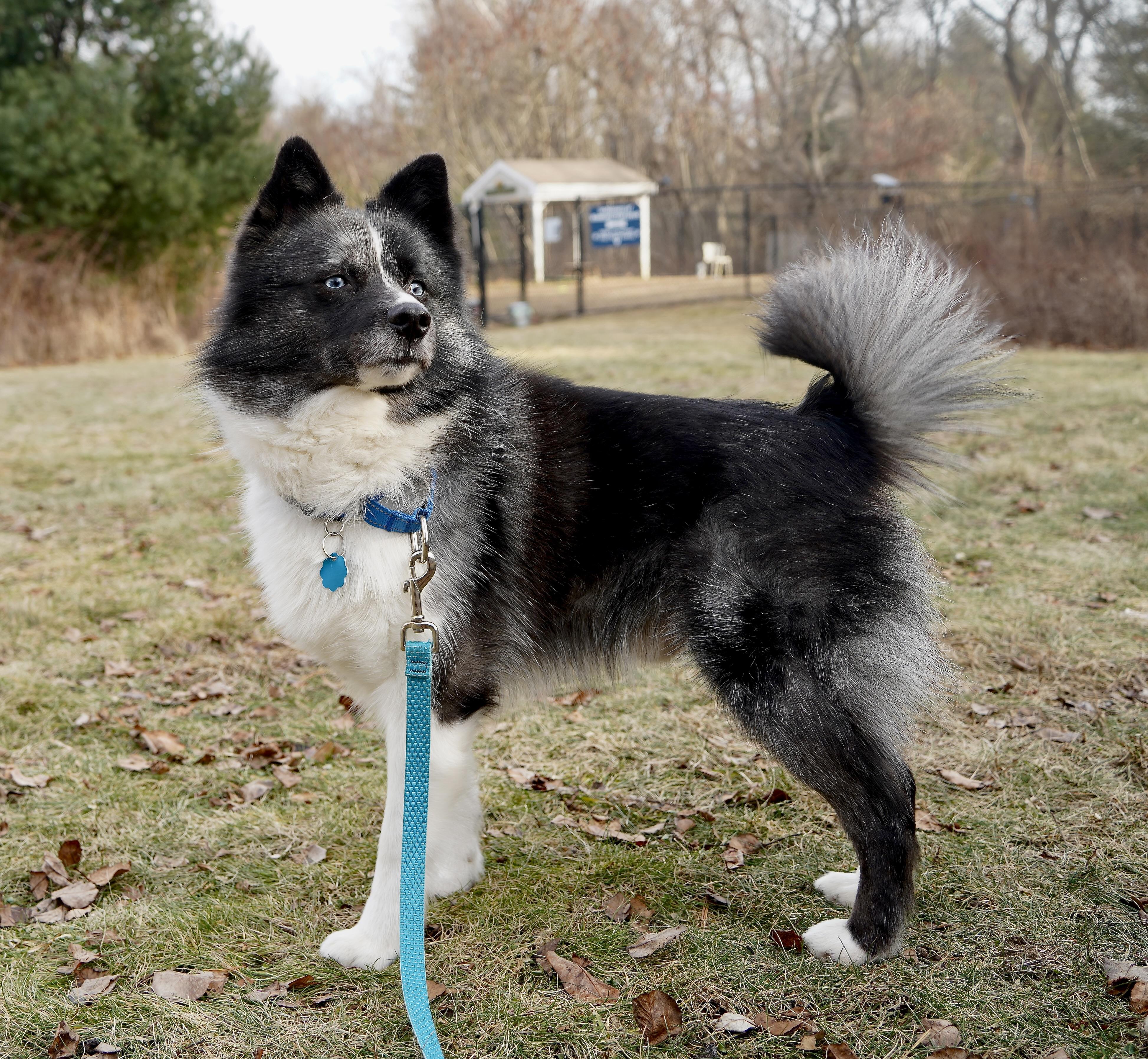Zeus, adoptable, Adult Male Pomeranian & Husky.