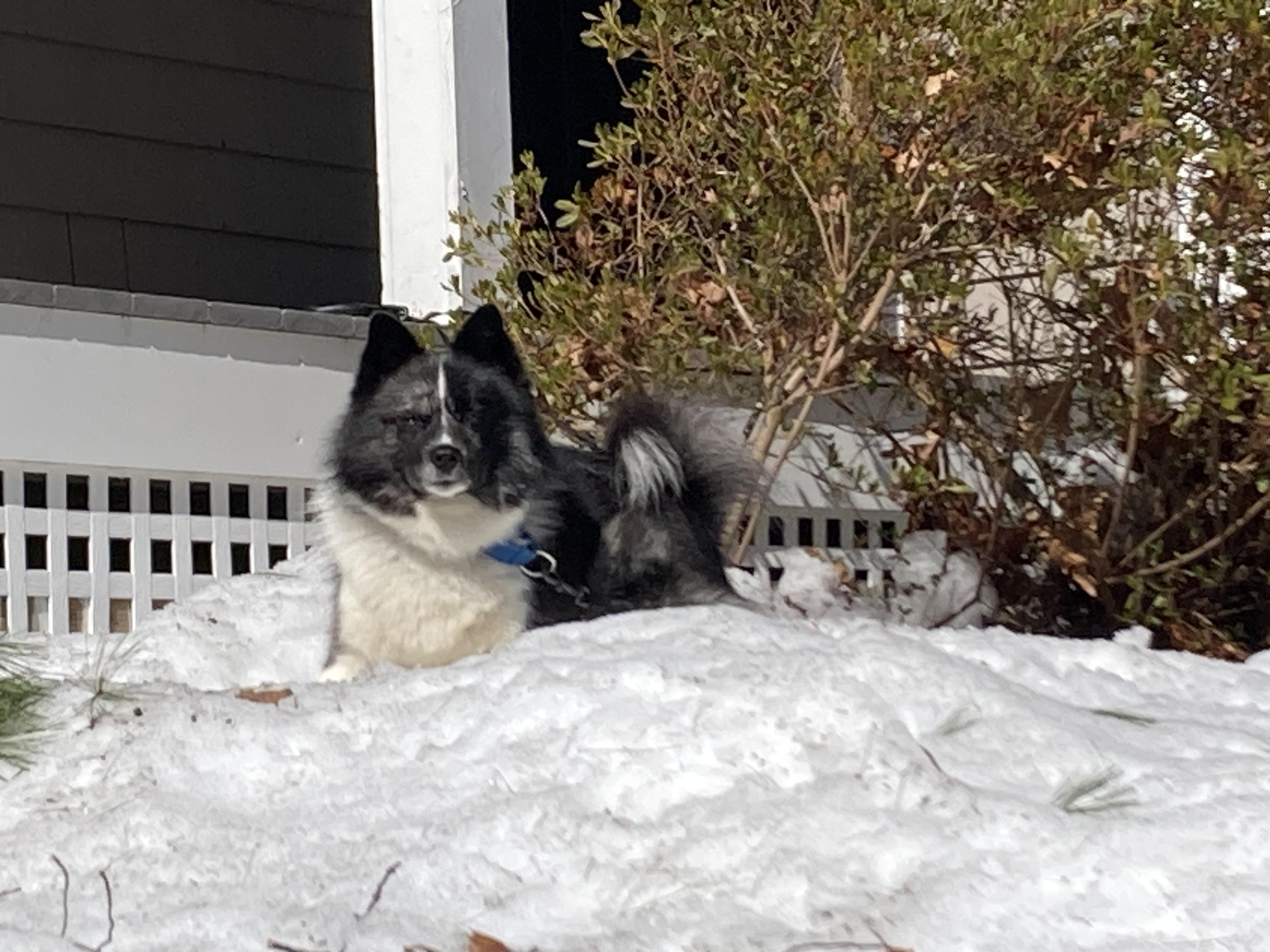 Enlarge Zeus, an adoptable mixed breed in Scituate, MA image 6/6