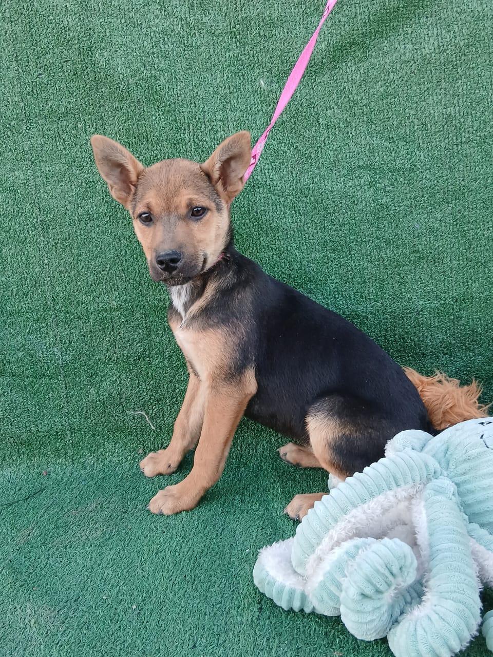 Enlarge Milly, a ADOPTABLE mixed breed in Los Angeles, CA image 1/4