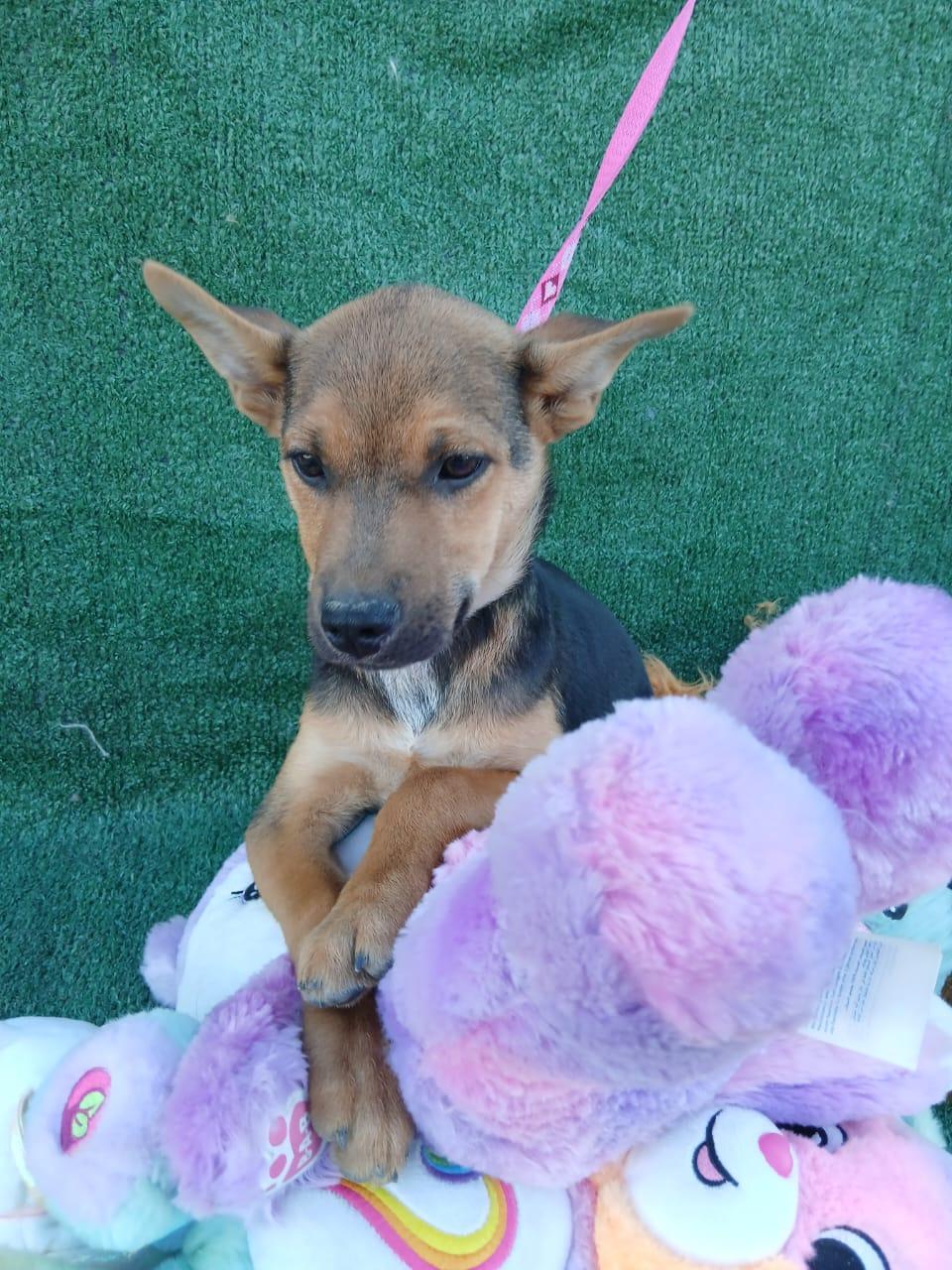 Enlarge Milly, a ADOPTABLE mixed breed in Los Angeles, CA image 4/4