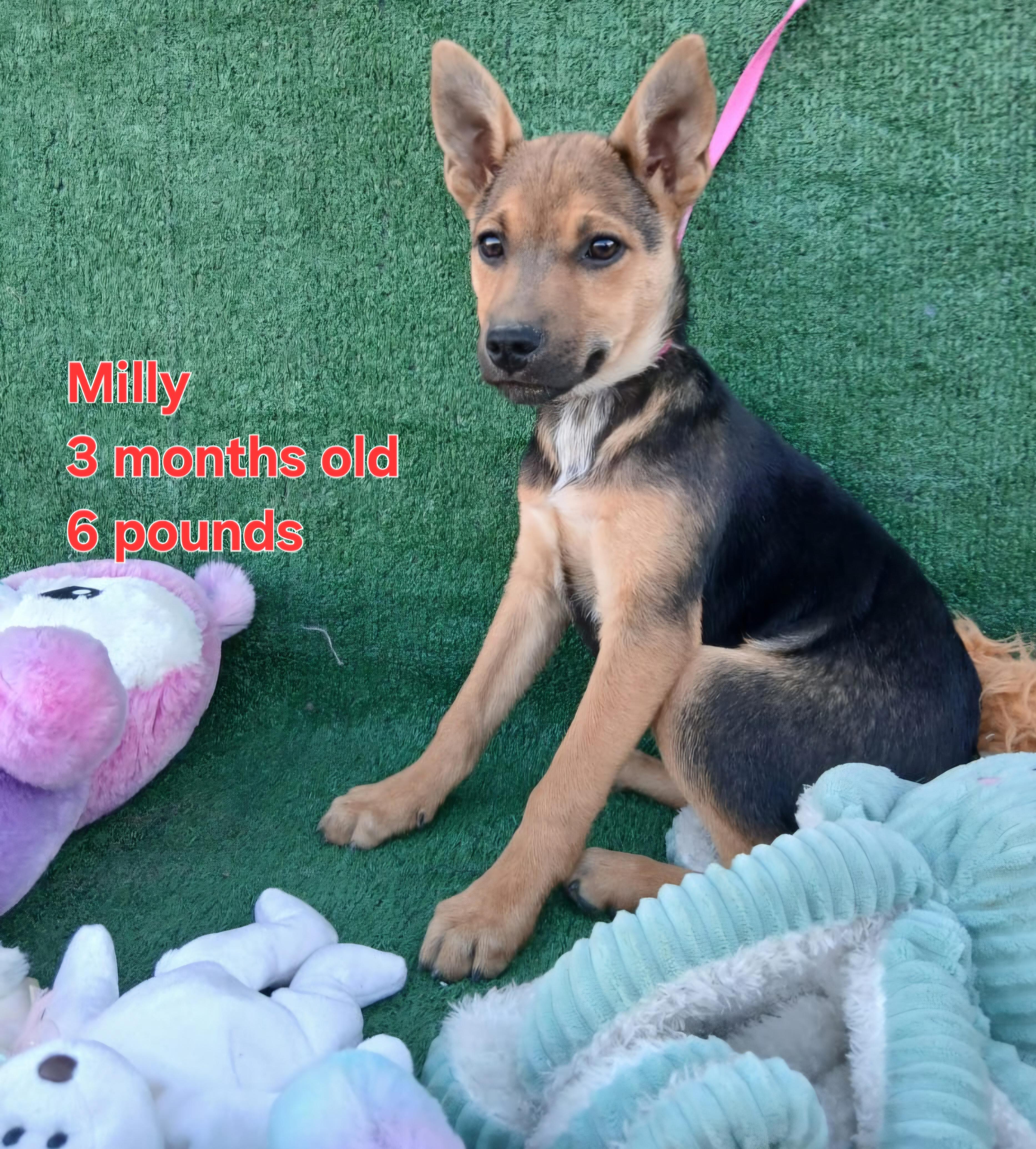 Enlarge Milly, a ADOPTABLE mixed breed in Los Angeles, CA image 2/4