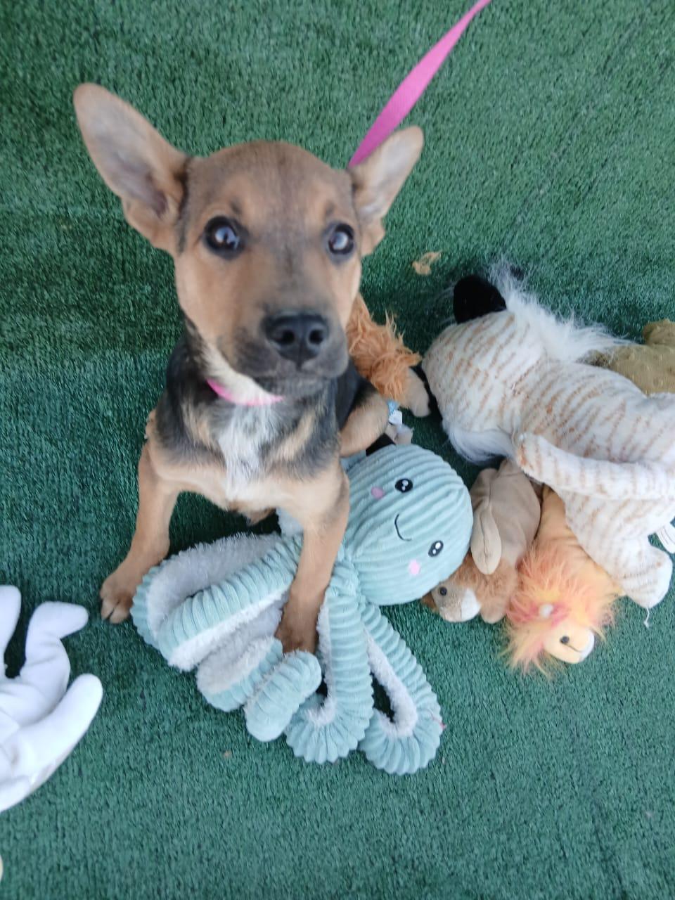 Enlarge Milly, a ADOPTABLE mixed breed in Los Angeles, CA image 3/4