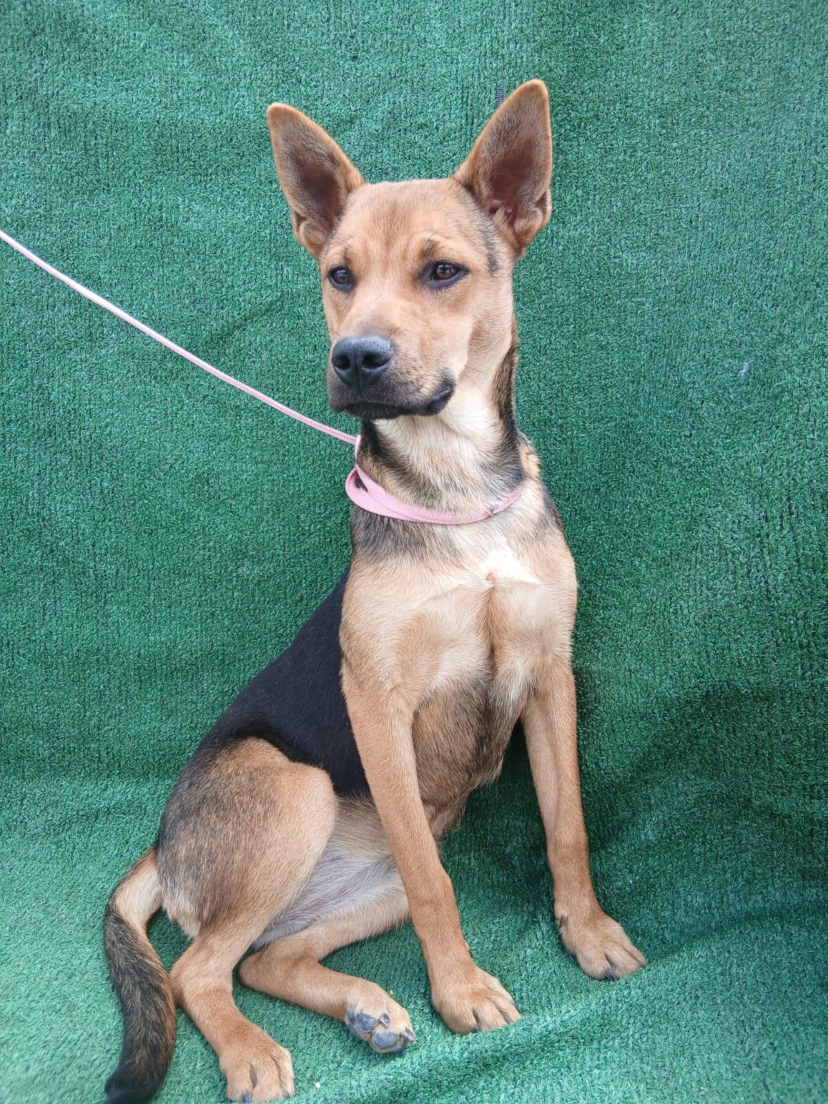 Milly, a ADOPTABLE mixed breed in Los Angeles, CA image 3/4