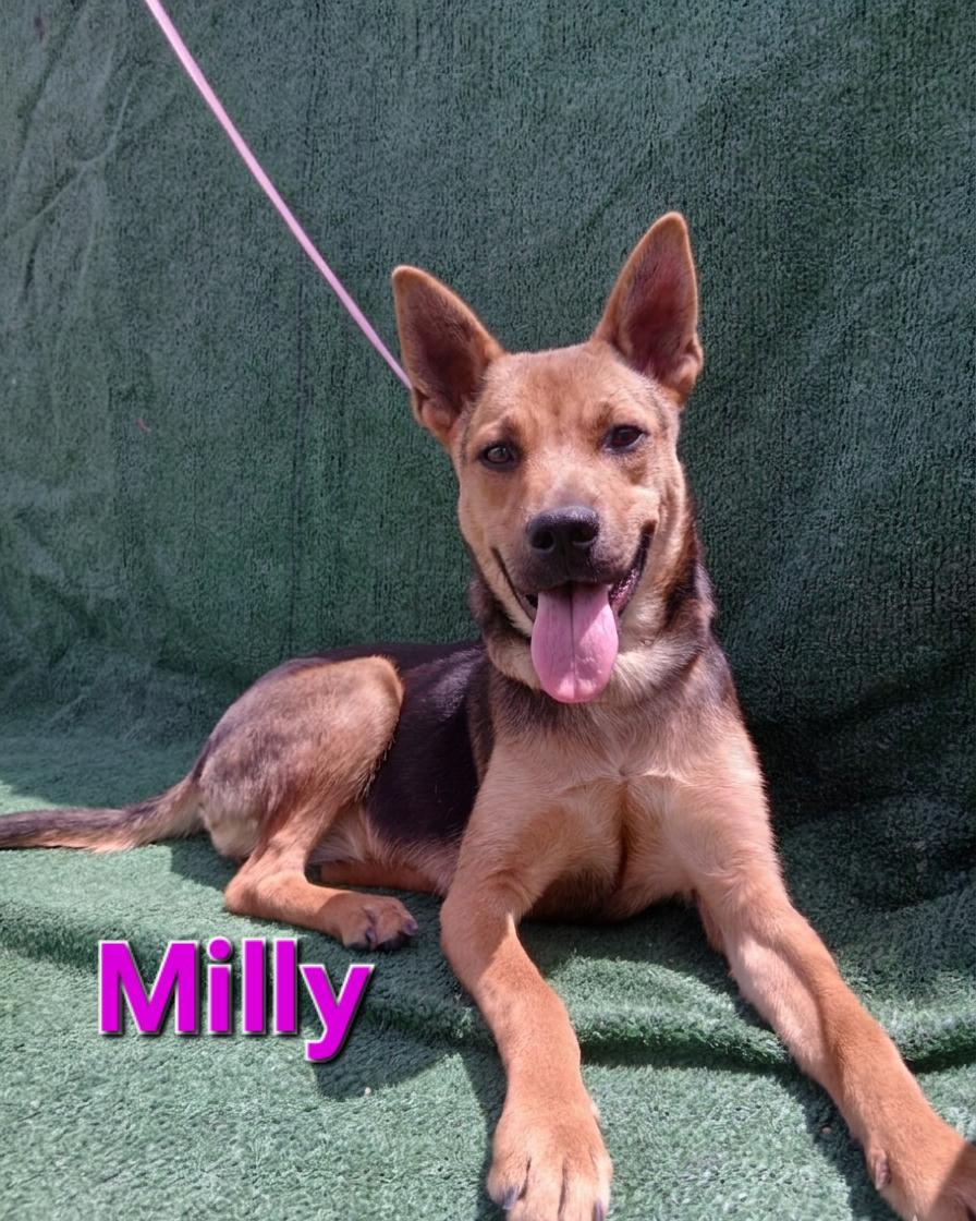 Milly, ADOPTABLE, Young Female Basenji.