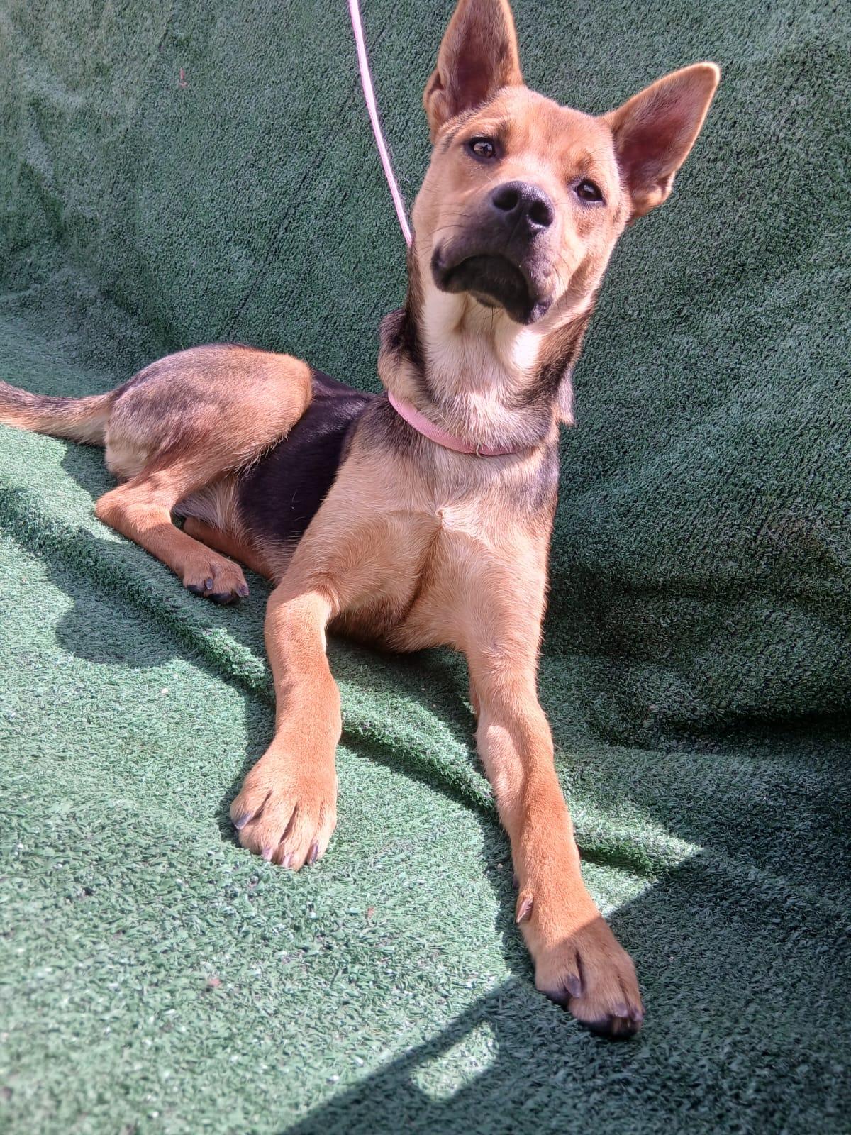 Milly, a ADOPTABLE mixed breed in Los Angeles, CA image 4/4