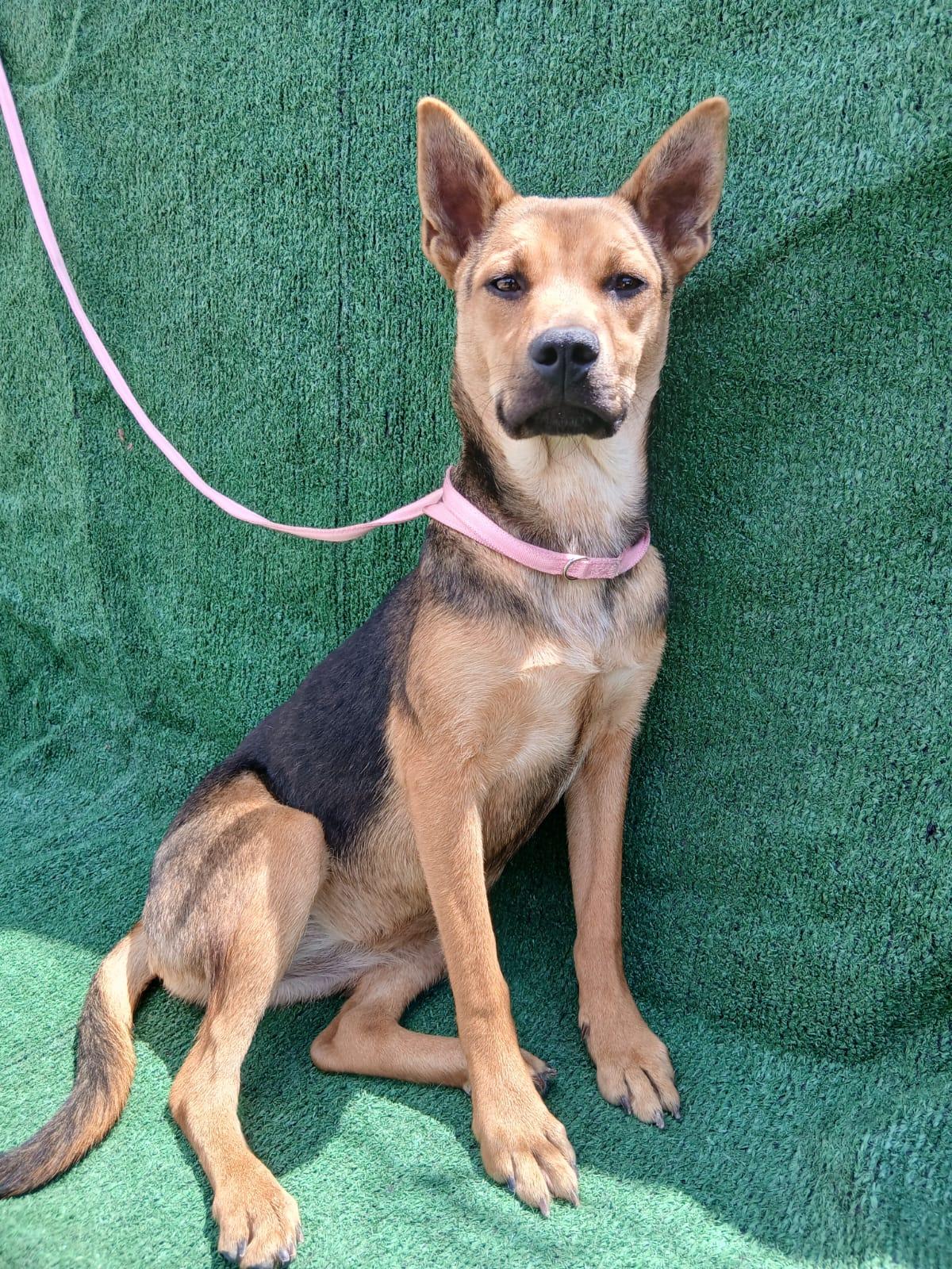 Milly, a ADOPTABLE mixed breed in Los Angeles, CA image 2/4