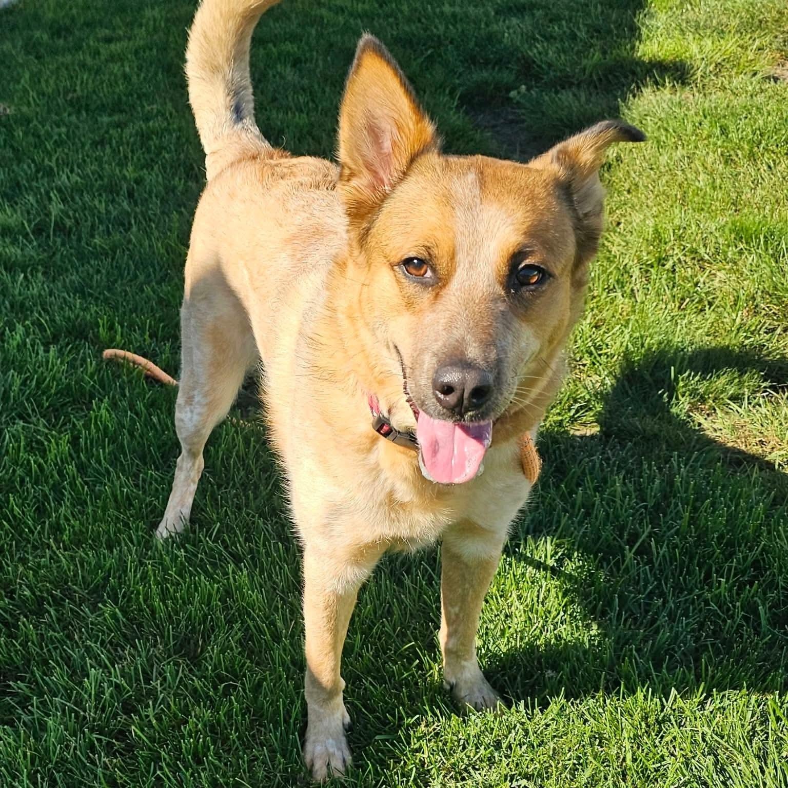 Enlarge Sadie May, a Adoptable mixed breed in Minooka, IL image 2/4