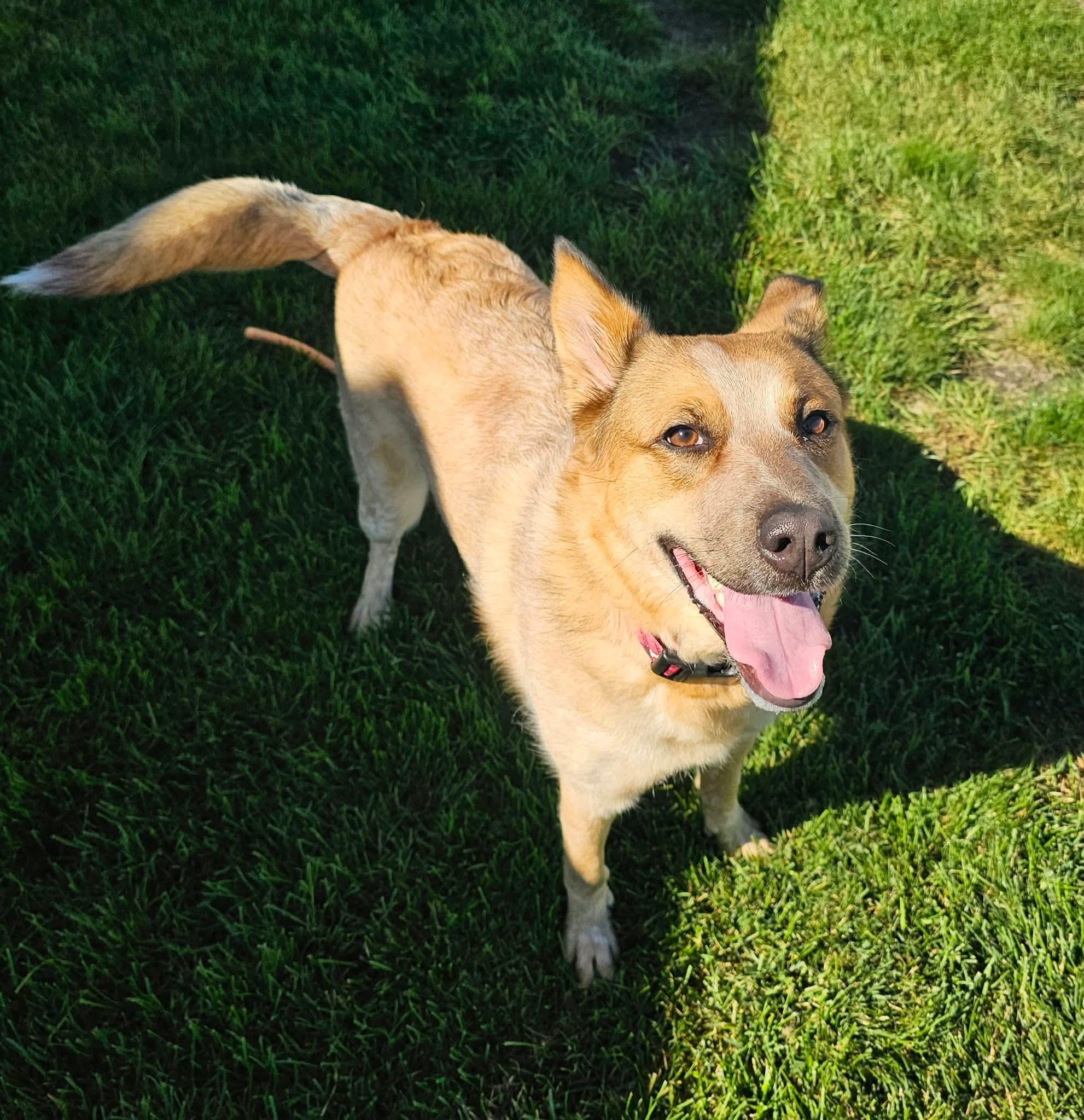 Enlarge Sadie May, a Adoptable mixed breed in Minooka, IL image 3/4