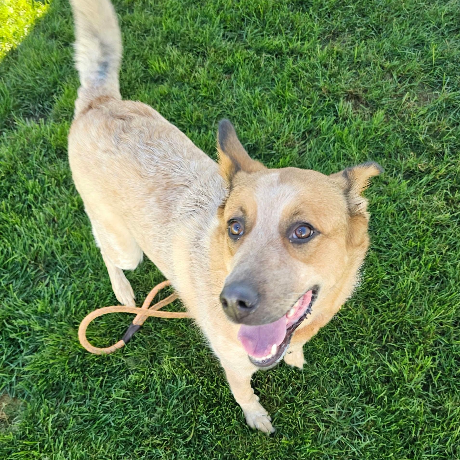 Enlarge Sadie May, a Adoptable mixed breed in Minooka, IL image 1/4