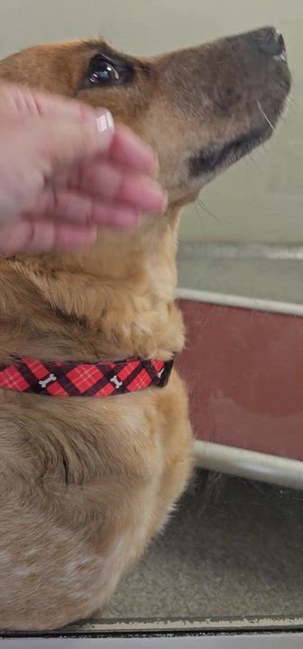 Enlarge Sadie May, a Adoptable mixed breed in Minooka, IL video 4/4