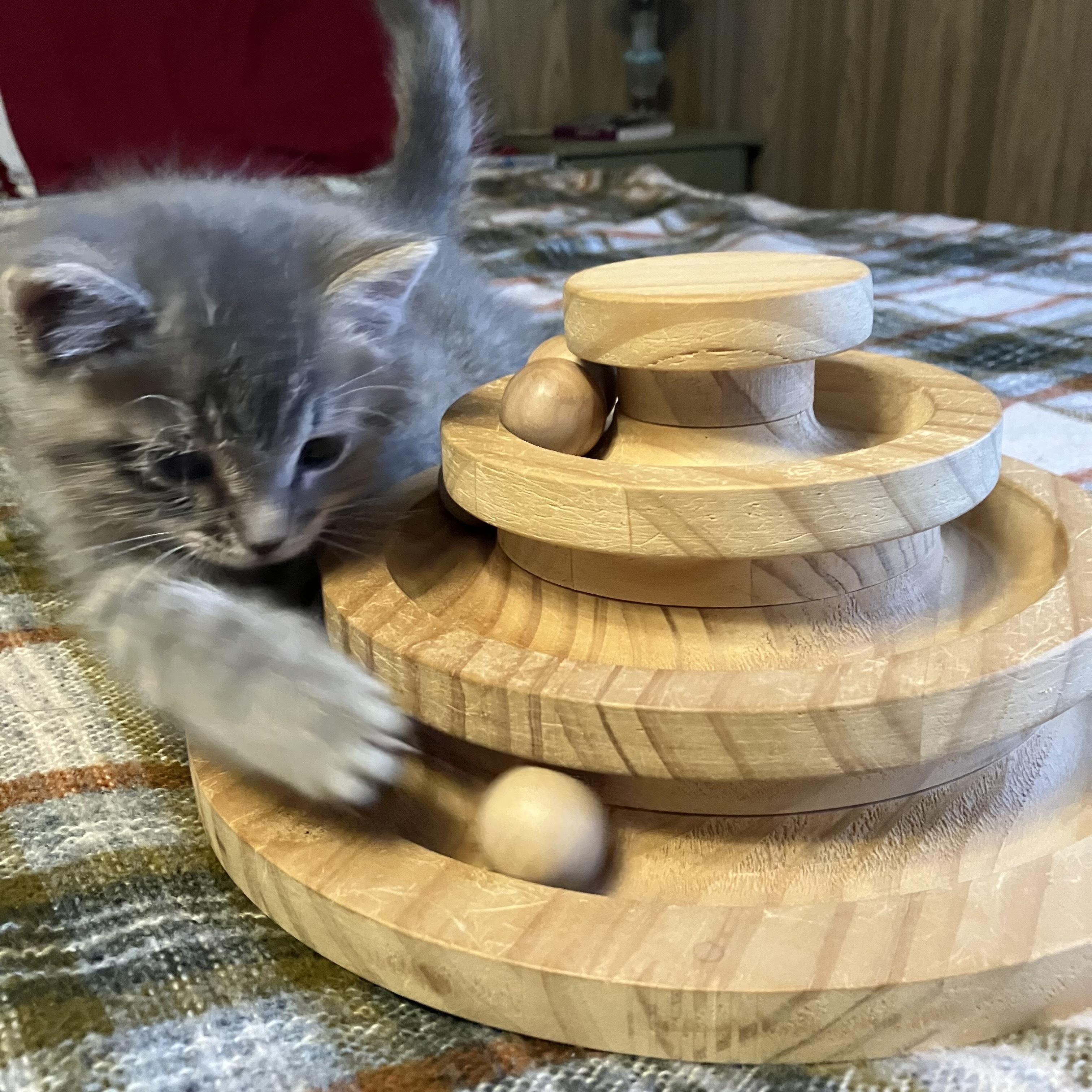 Enlarge Glow, a Adoptable American Shorthair in Grinnell, IA image 4/5