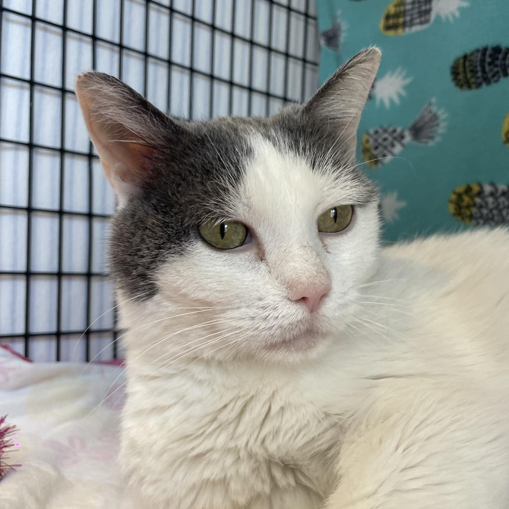 Enlarge Marimba, a Adoptable Domestic Short Hair in Chicago, IL image 1/3