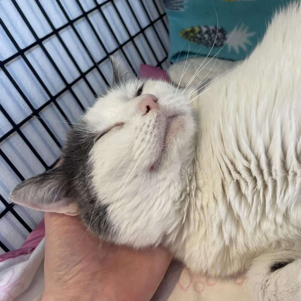 Enlarge Marimba, a Adoptable Domestic Short Hair in Chicago, IL image 2/3