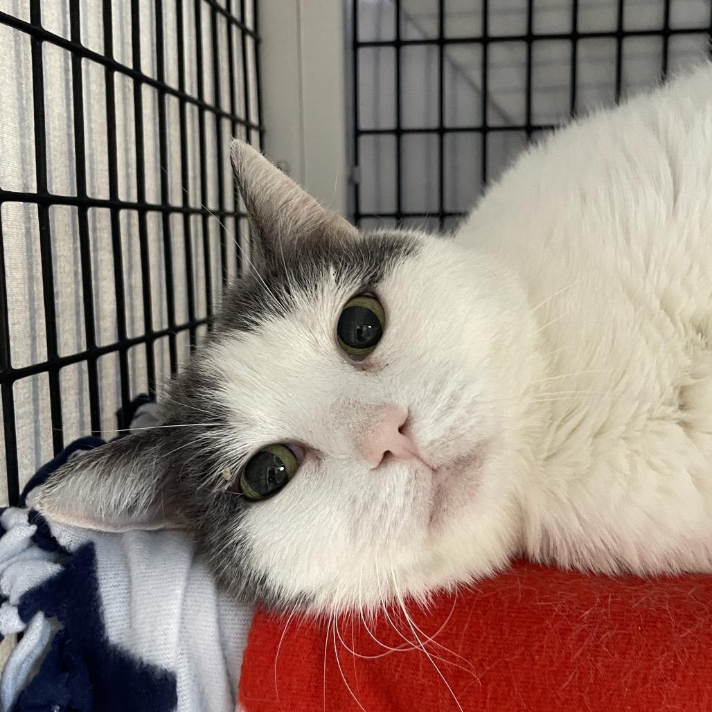 Enlarge Marimba, a Adoptable Domestic Short Hair in Chicago, IL image 3/3