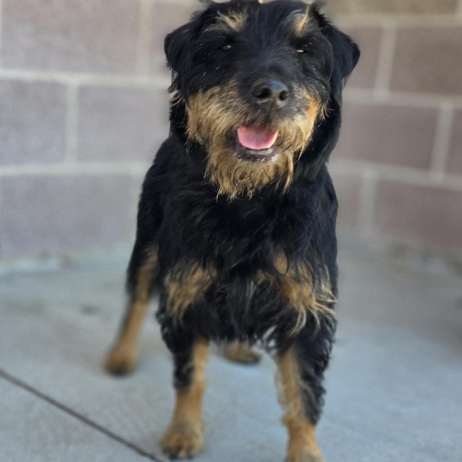 Enlarge Lucy, a ADOPTABLE mixed breed in Longview, TX image 1/4